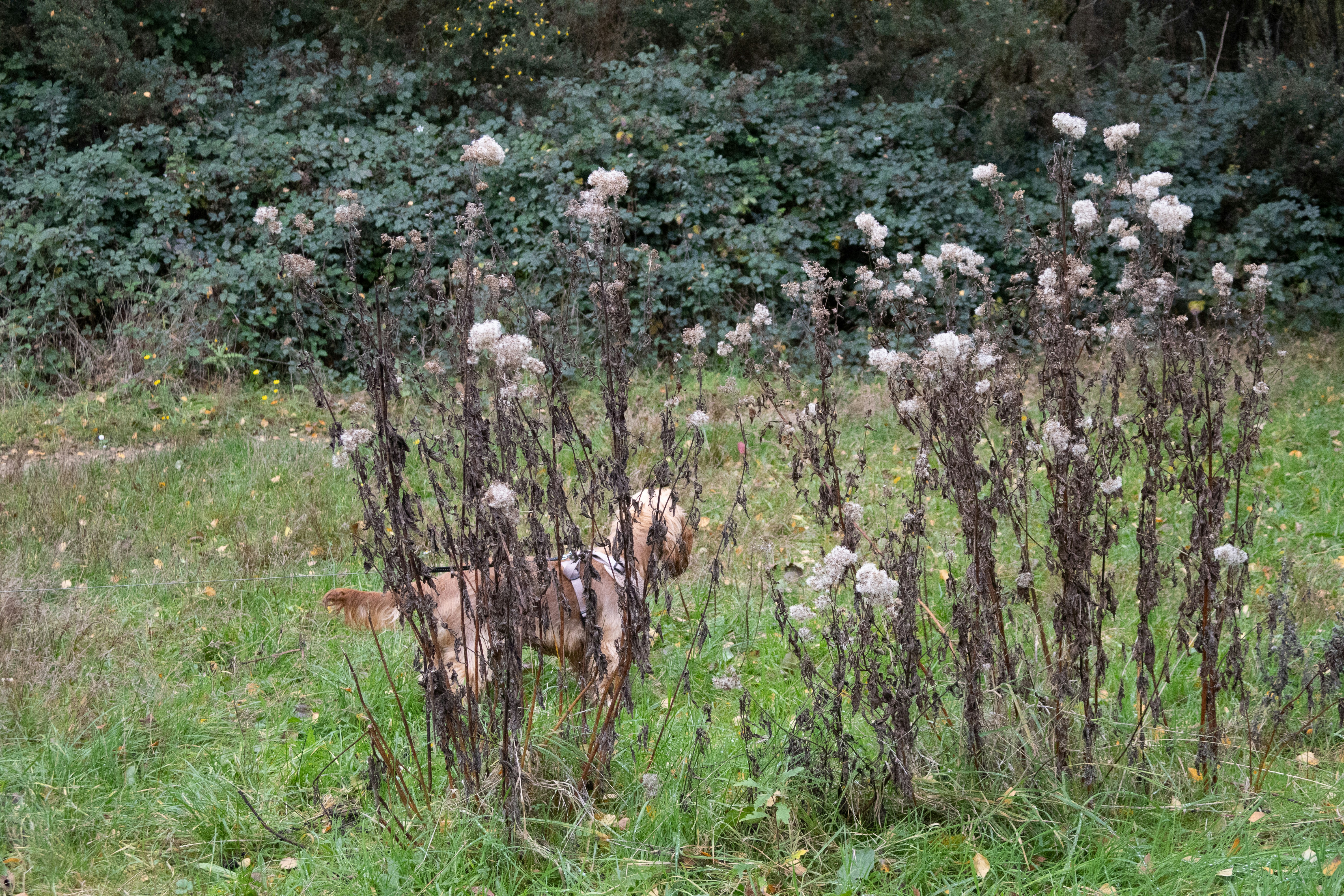 A goat stands behind tall dry plants.