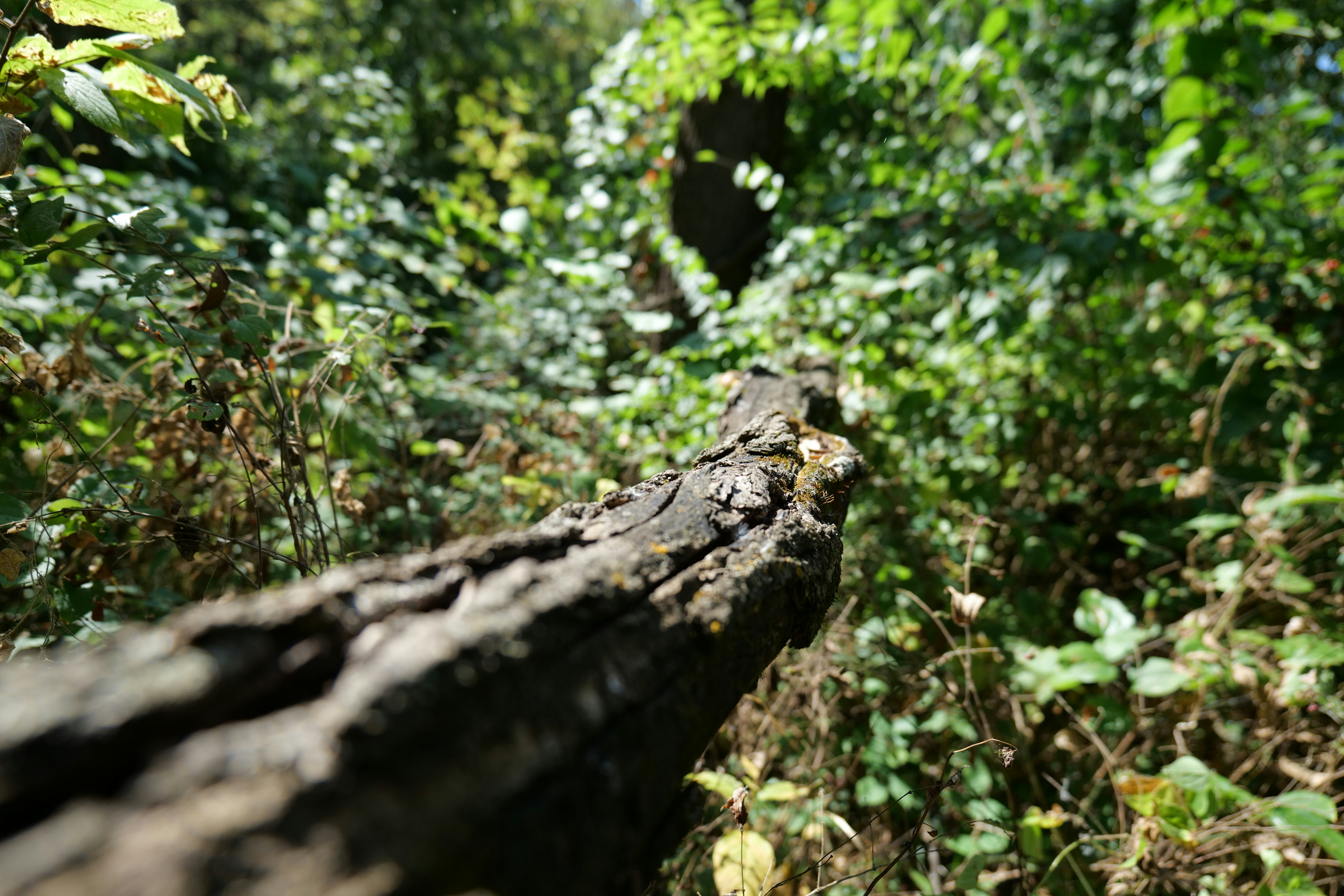 Photo by aphares3849