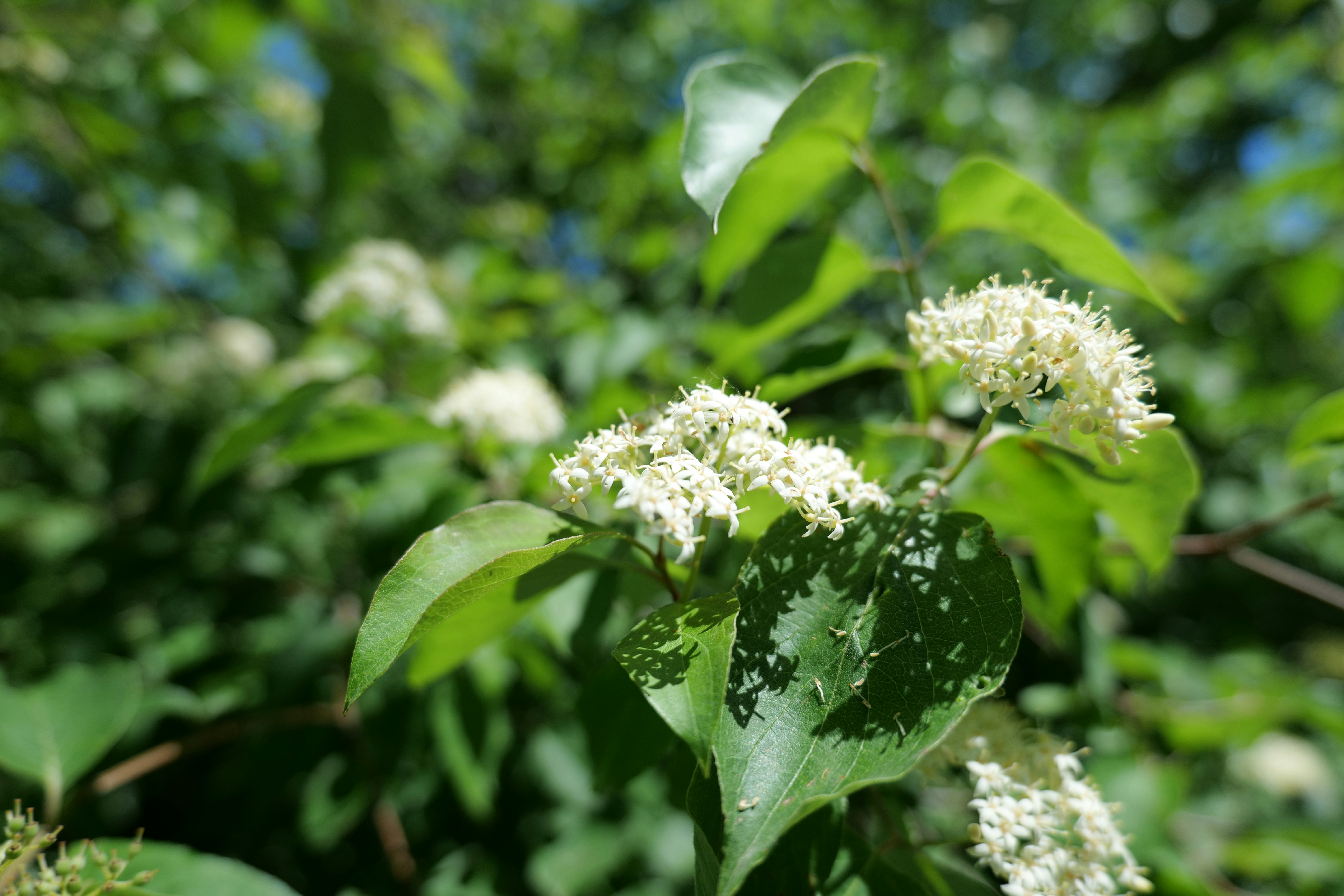 Photo by aphares3849