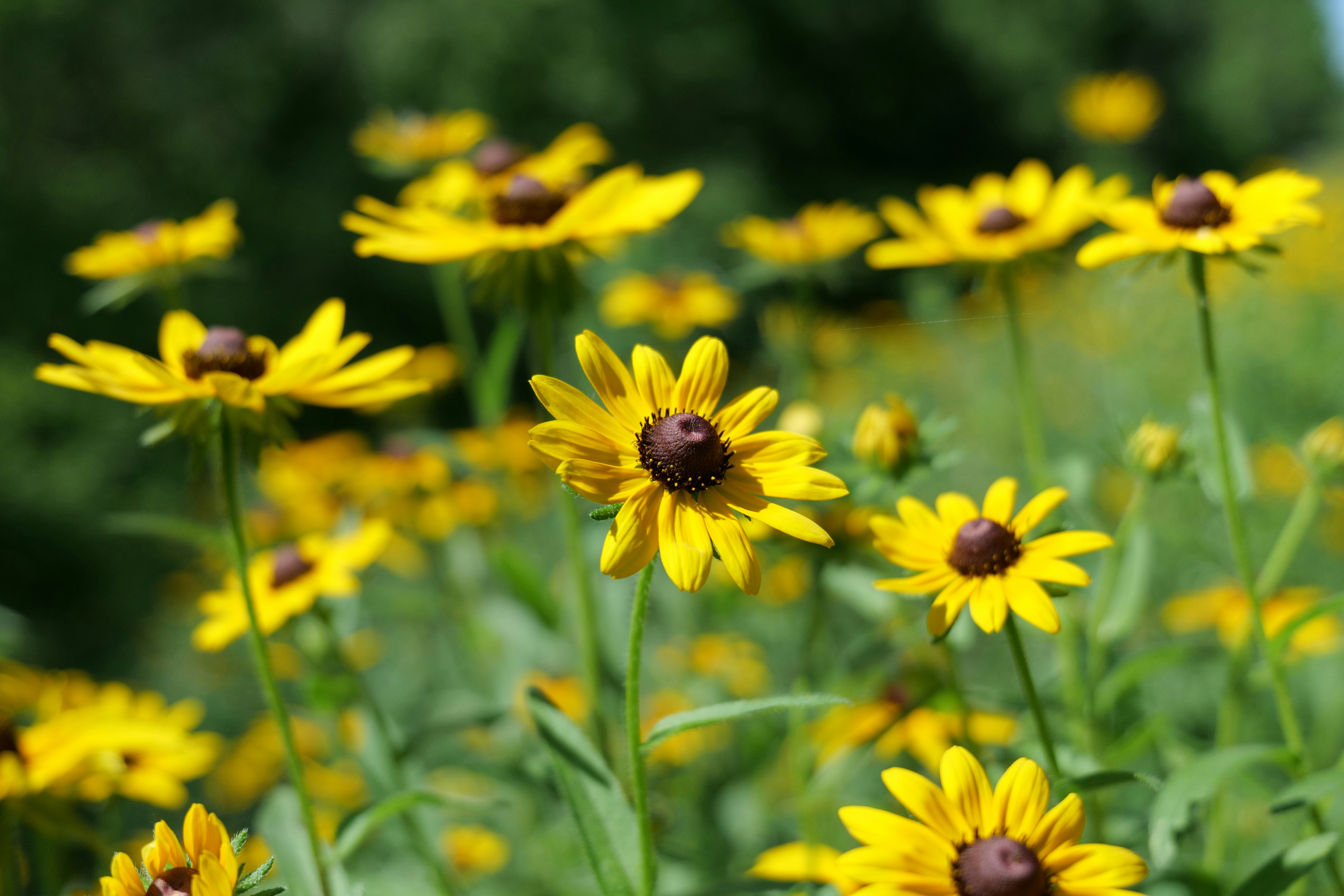 Photo by aphares3849