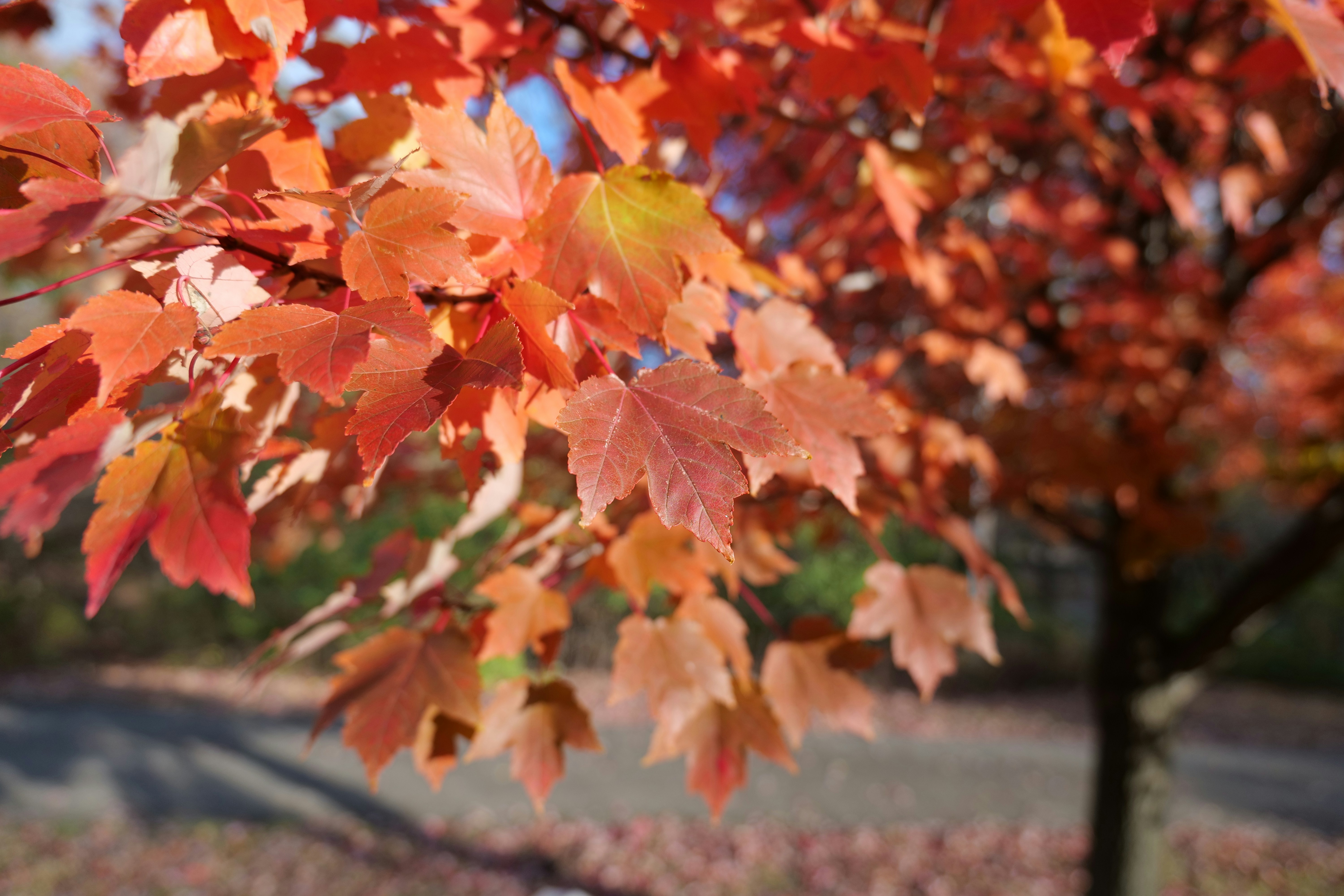 Photo by aphares3849