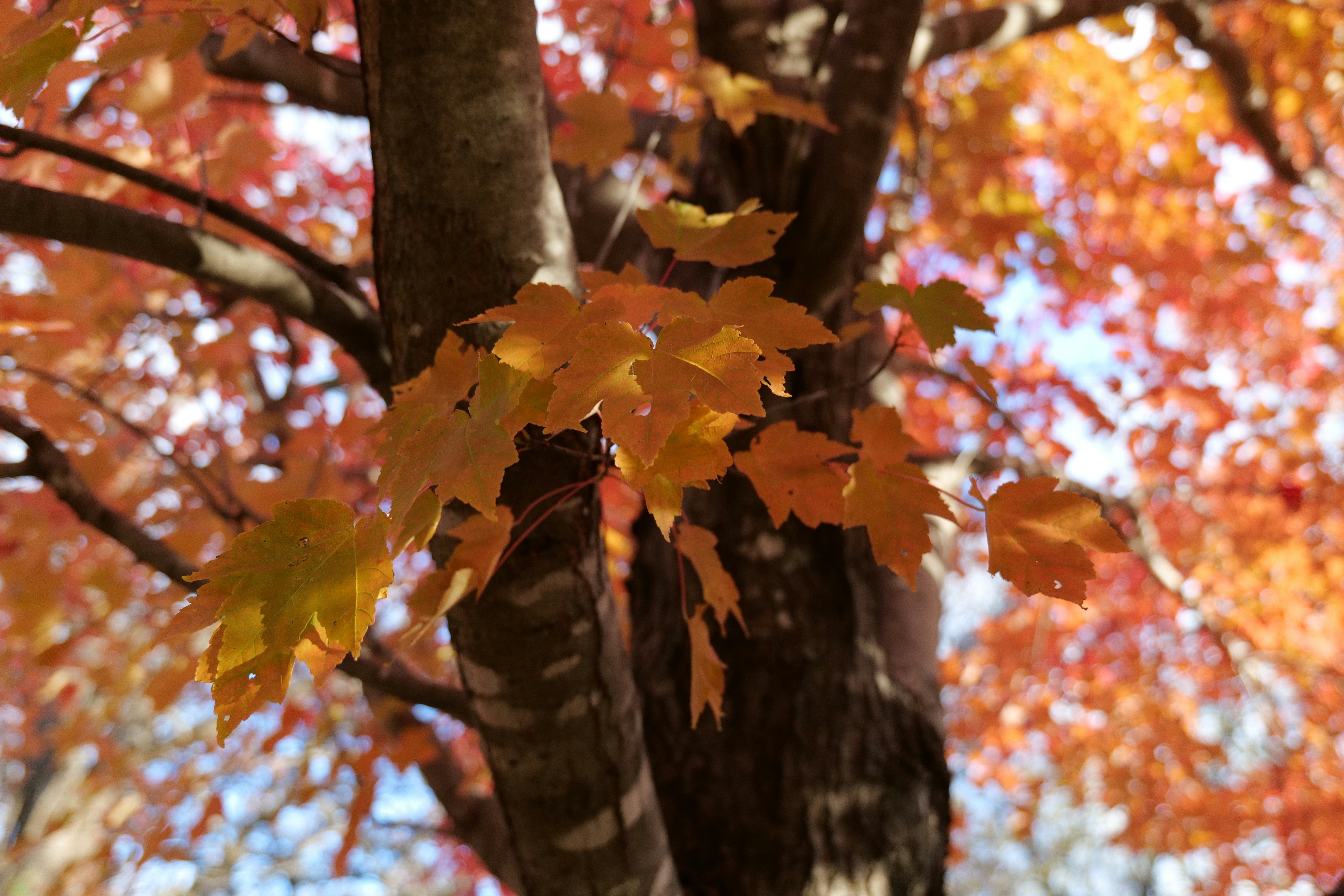 Photo by aphares3849