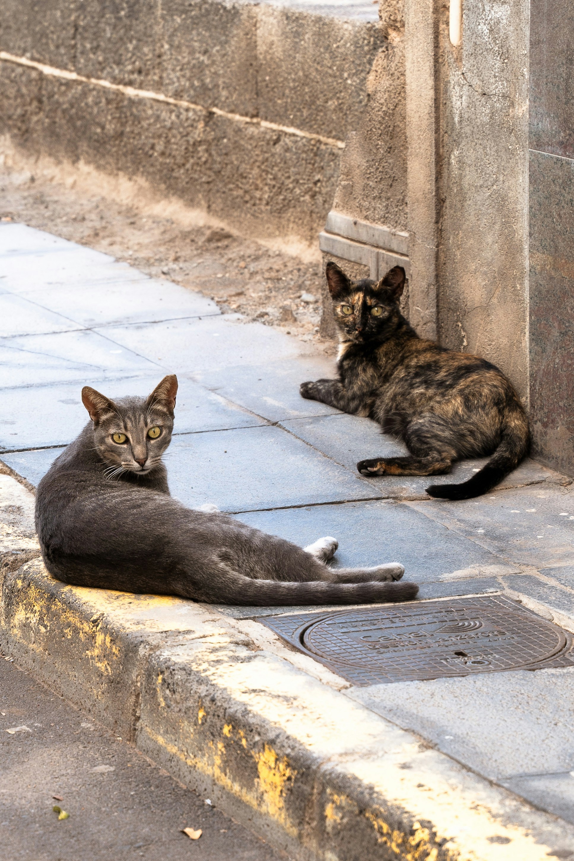 Two cats resting on a sidewalk.