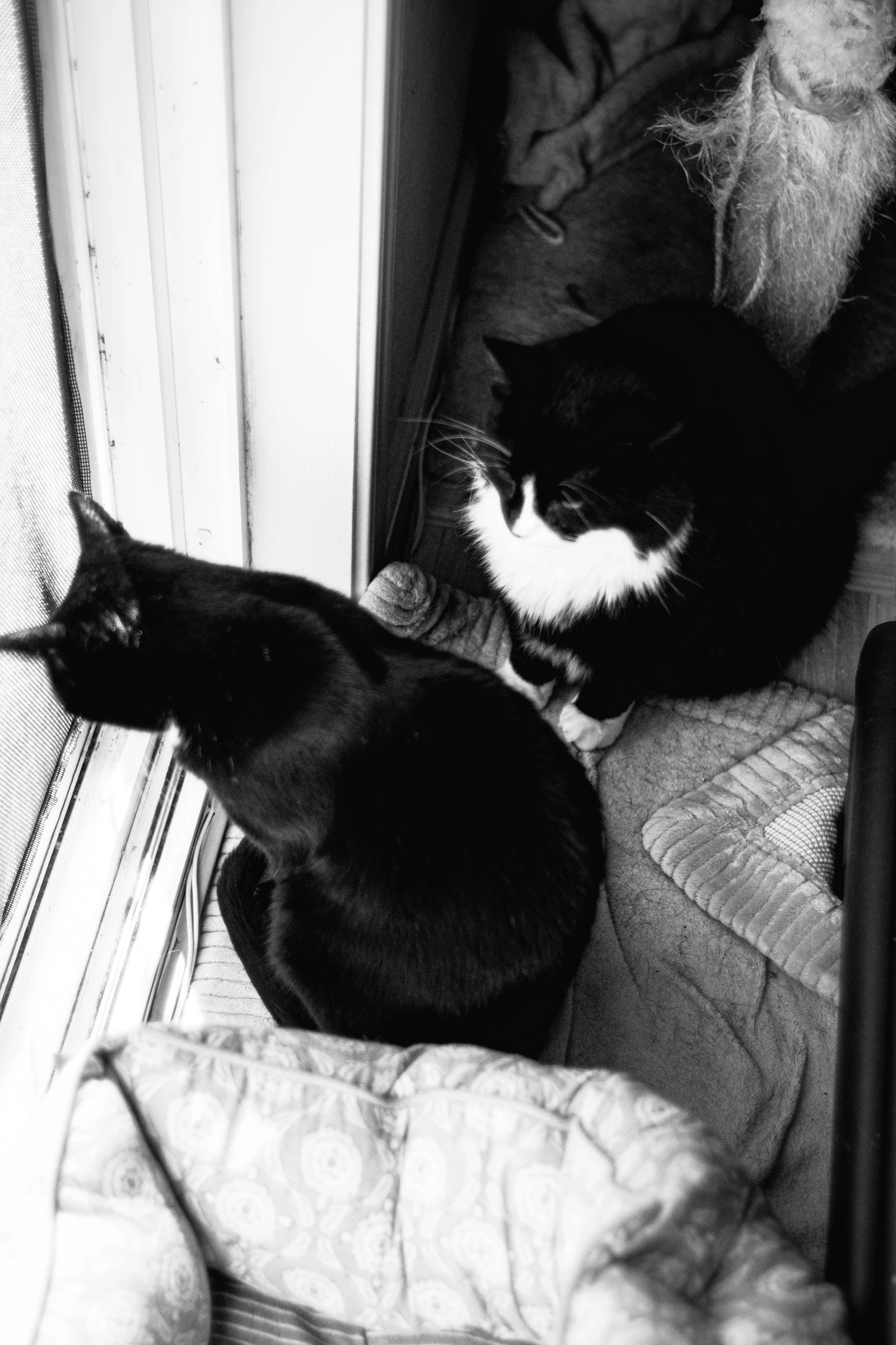 Two cats calmly sharing a window area inside a home