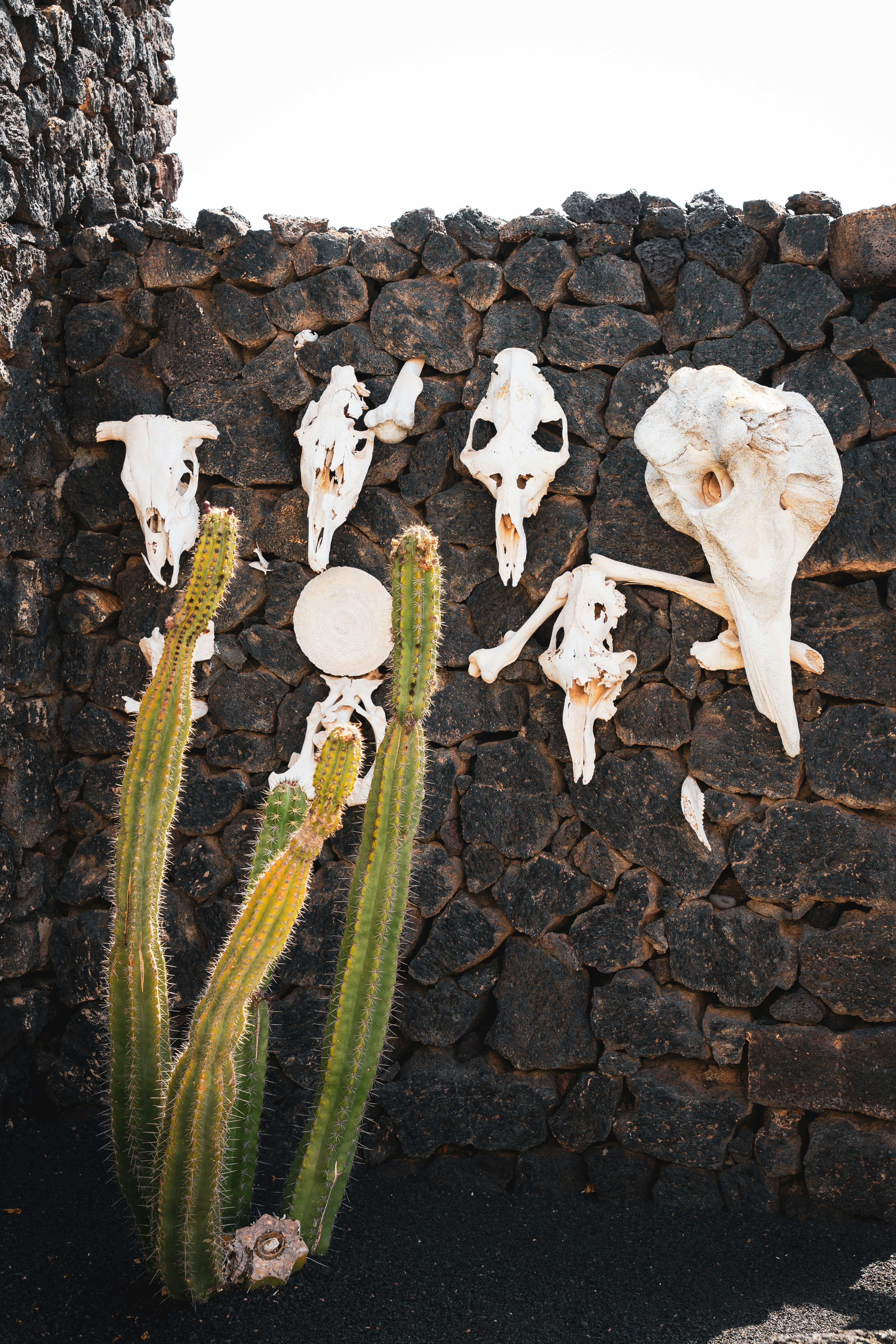 Animal skulls displayed on a stone wall with cacti