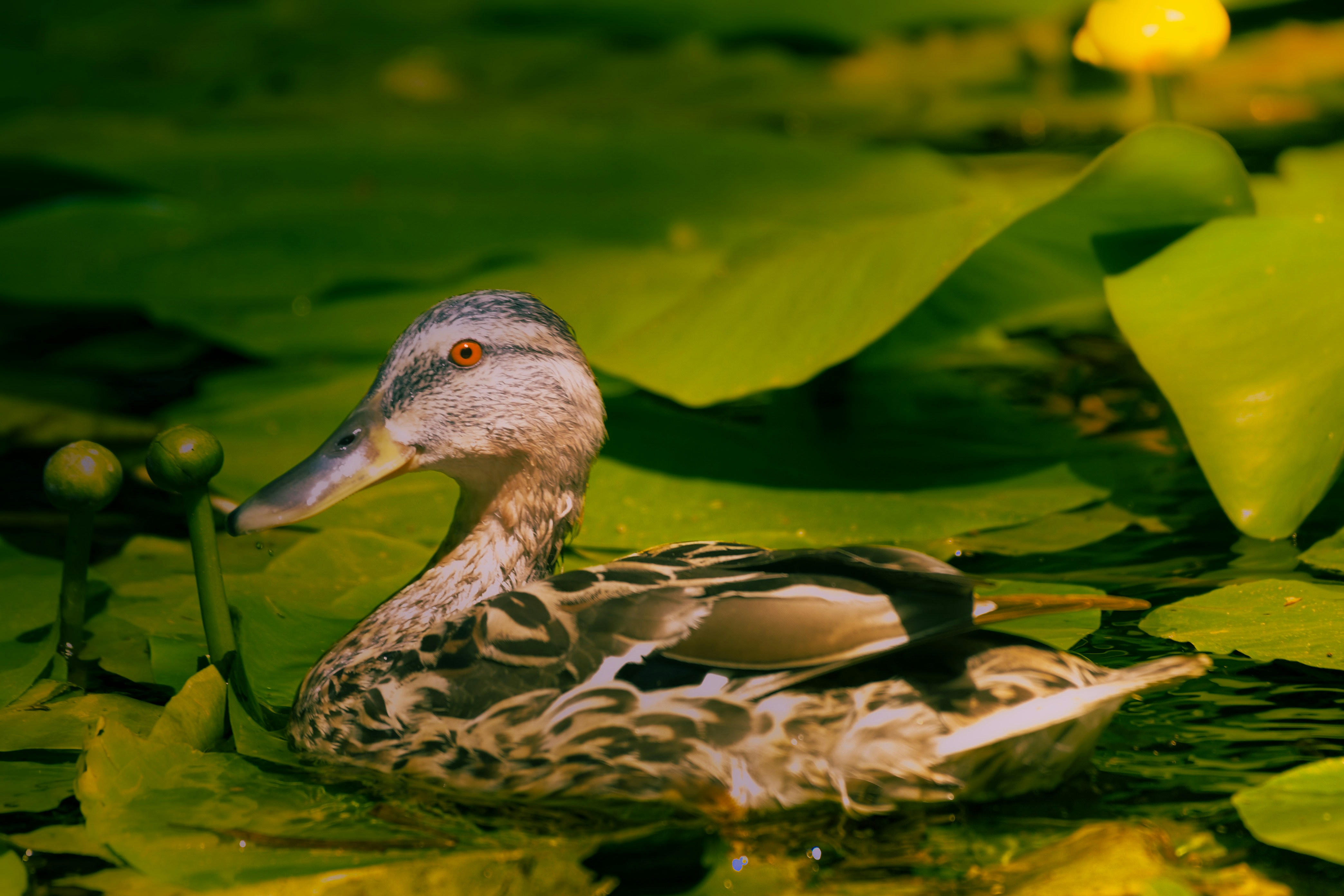アヒルがスイレンの葉の間を泳いでいます。