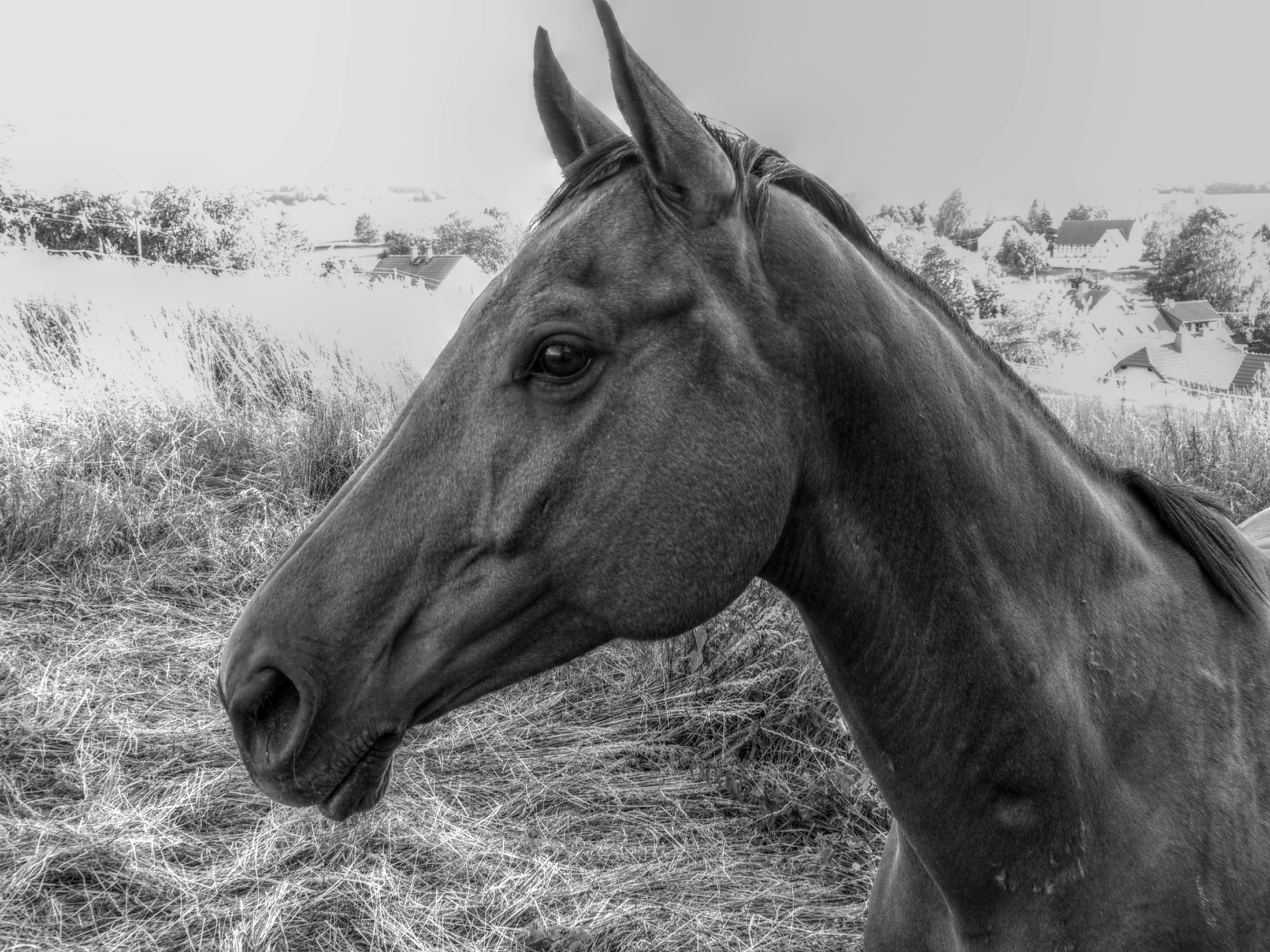 Photo by nikodemus777