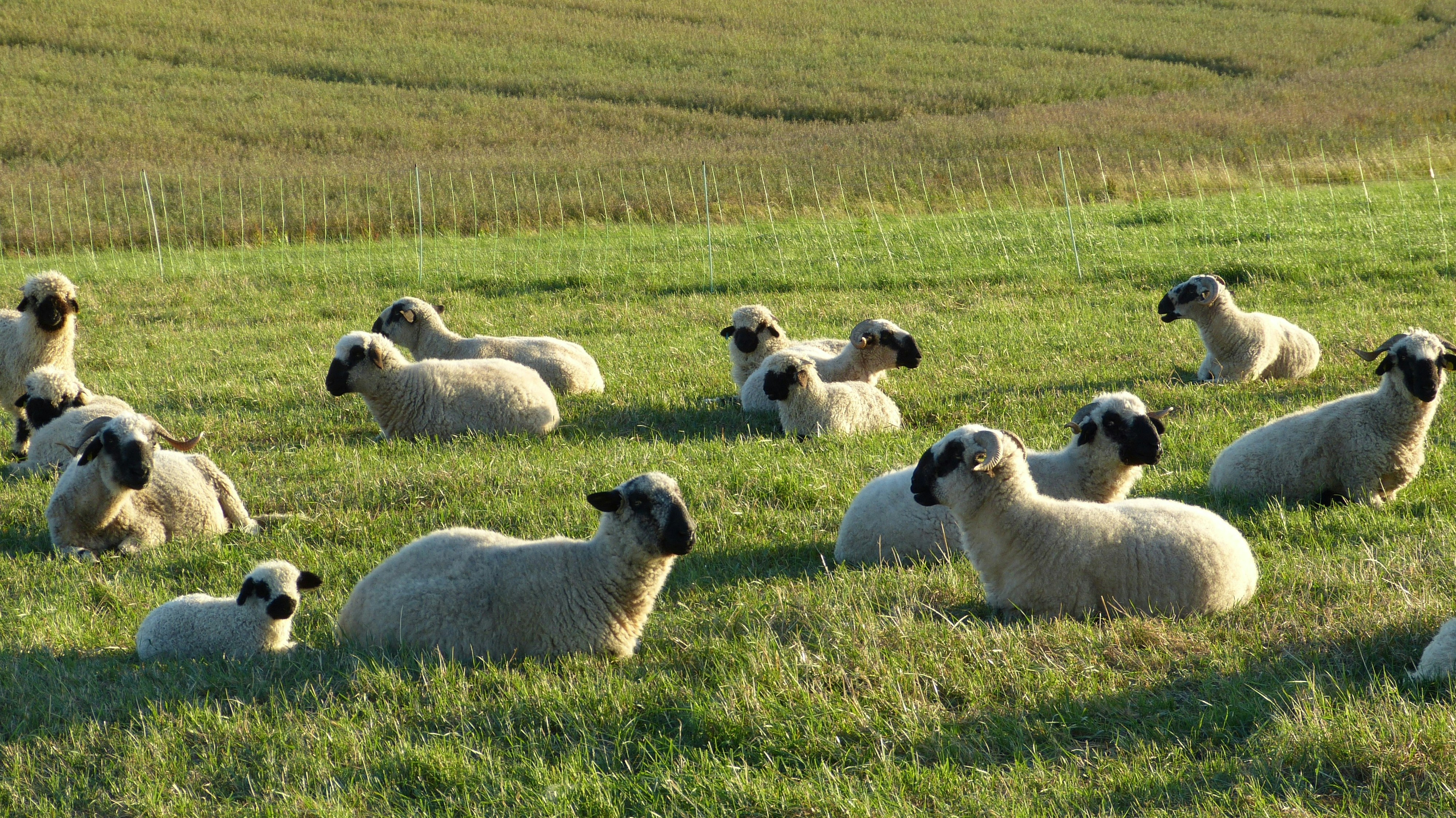 Photo by nikodemus777