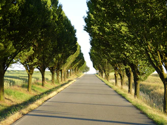 A long, straight road lined with trees.