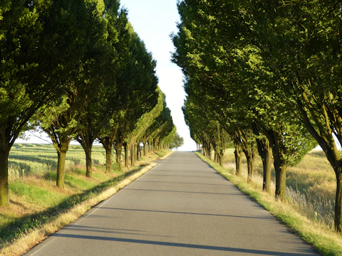 A long, straight road lined with trees.