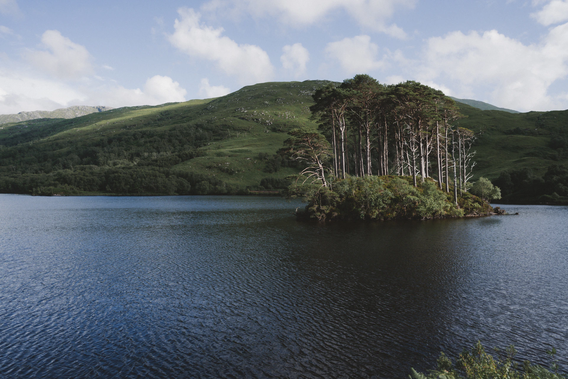 Island with pine trees on a lake