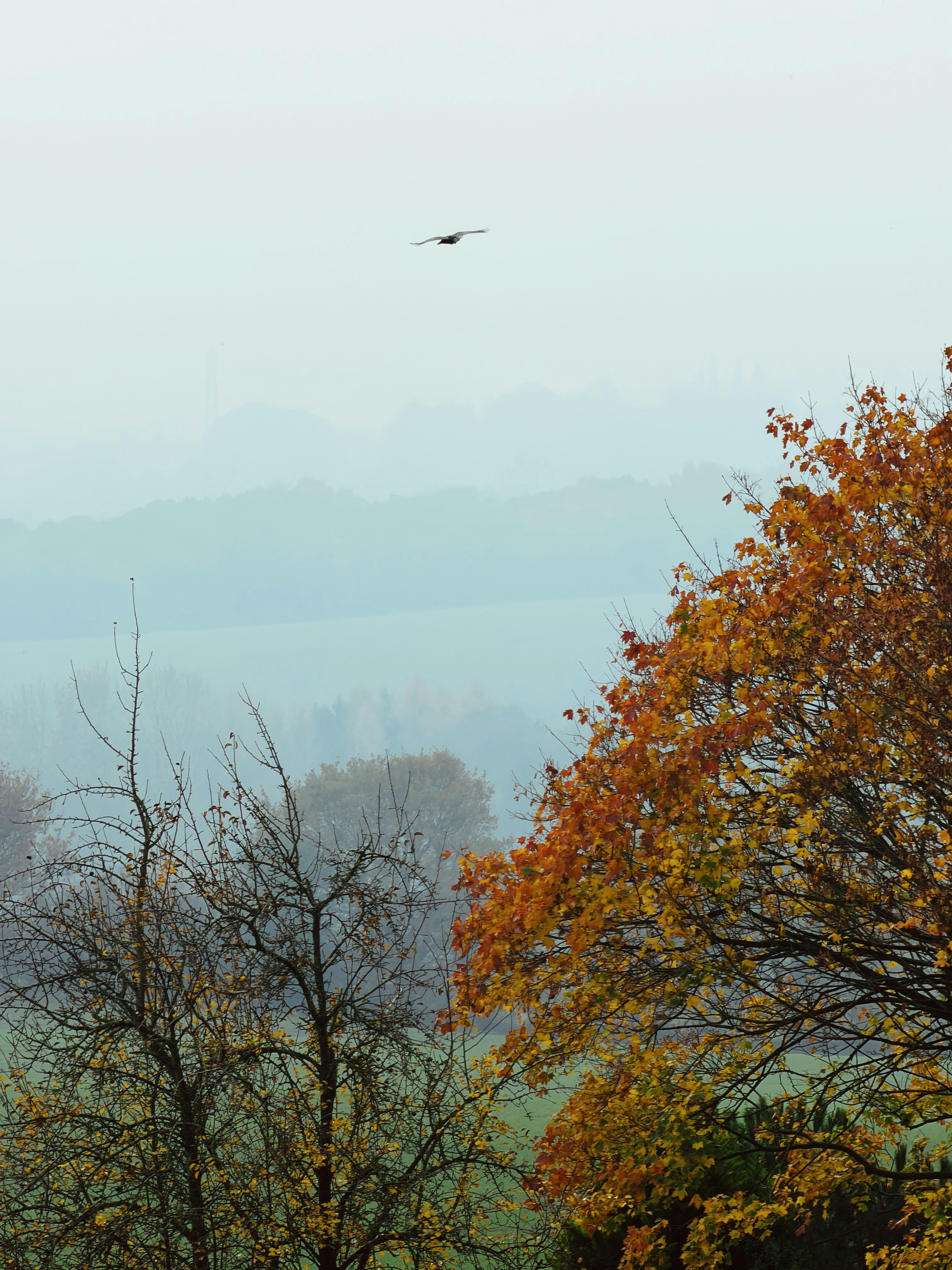 Bird flying over autumn trees and misty hills