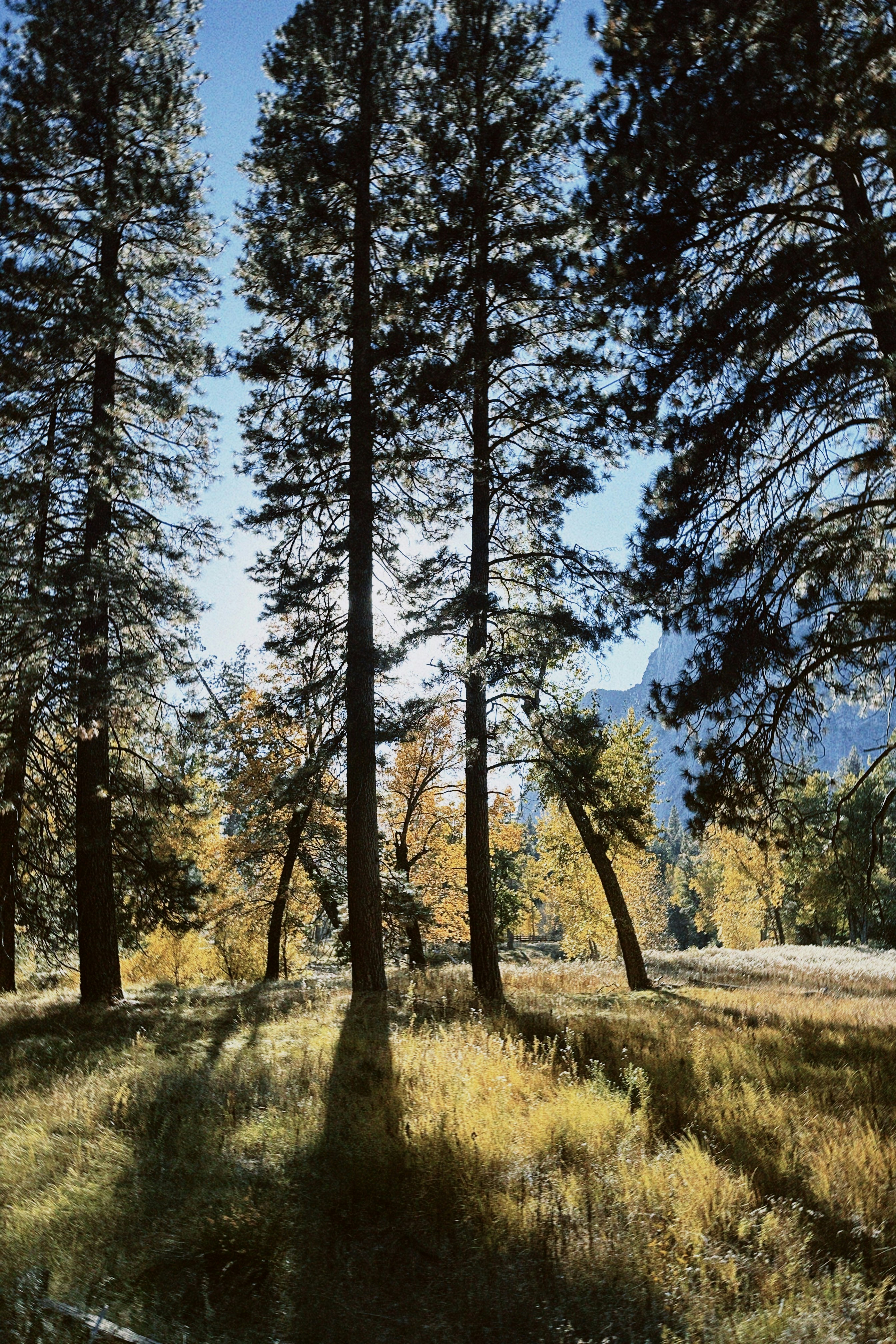 日当たりの良い秋の牧草地に背の高い松の木が影を落としています。