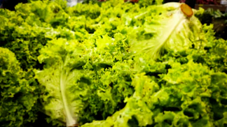 A close-up of fresh, green lettuce leaves.
