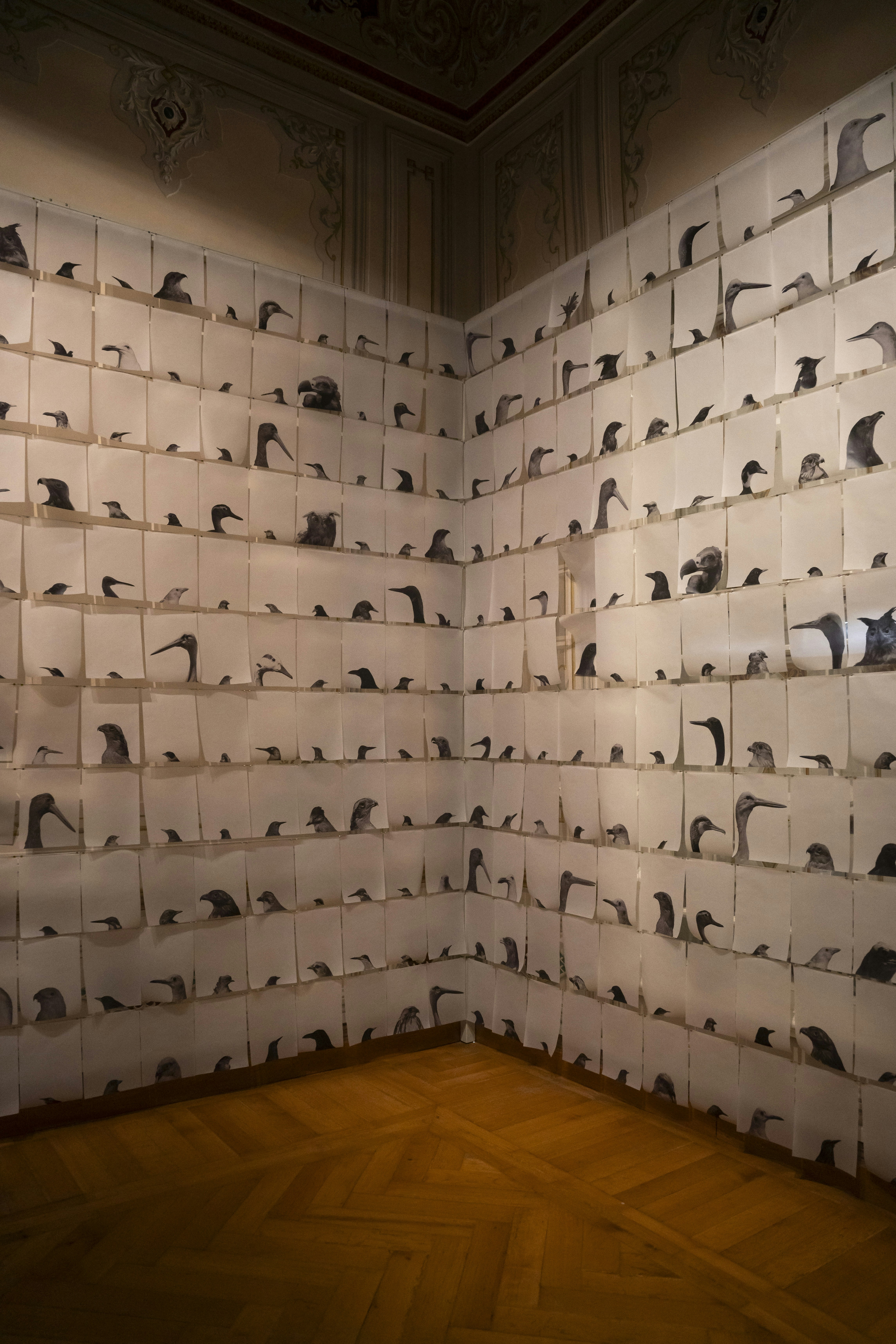 Art installation of bird drawings on gallery walls