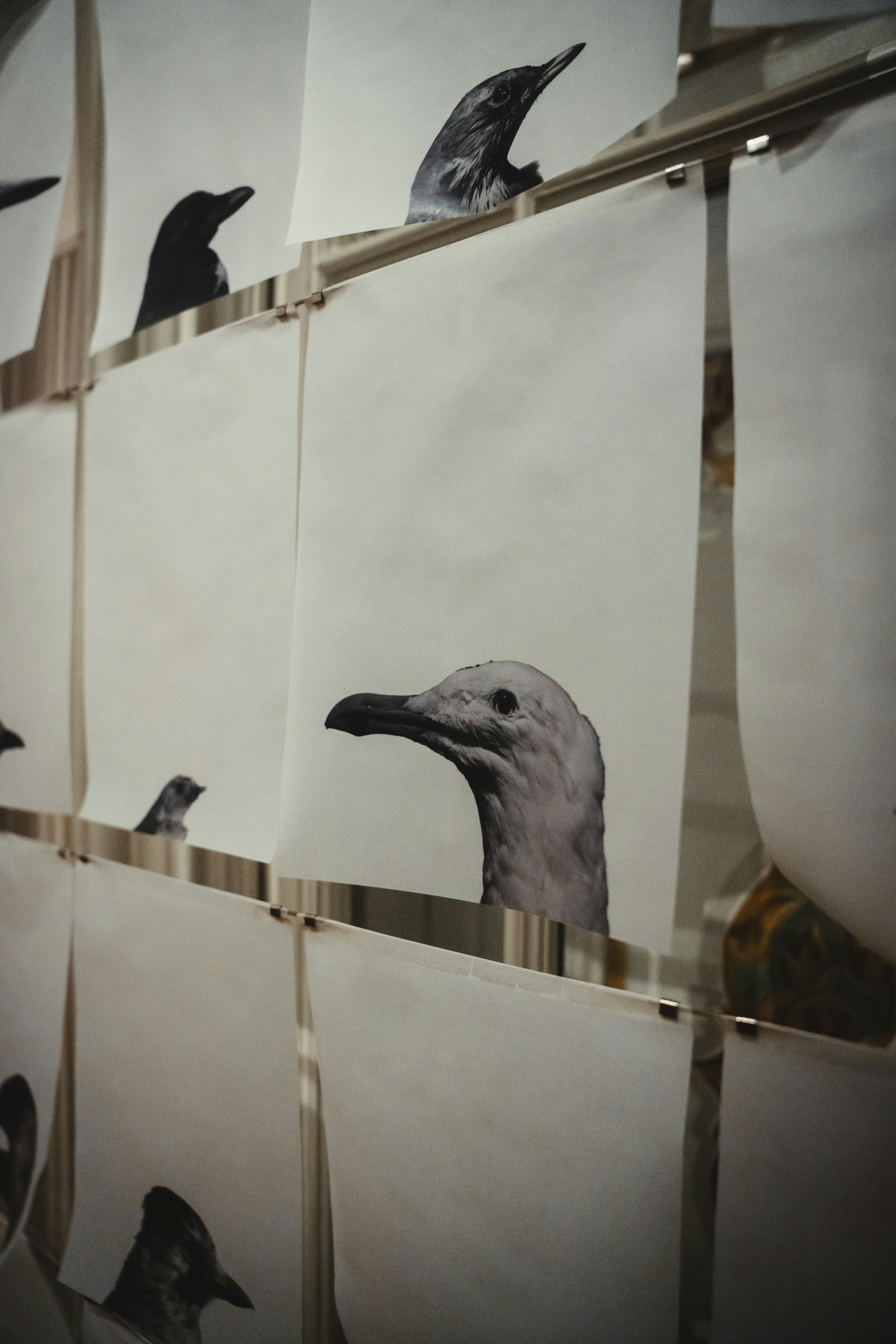 Dibujos de varias aves en papel blanco