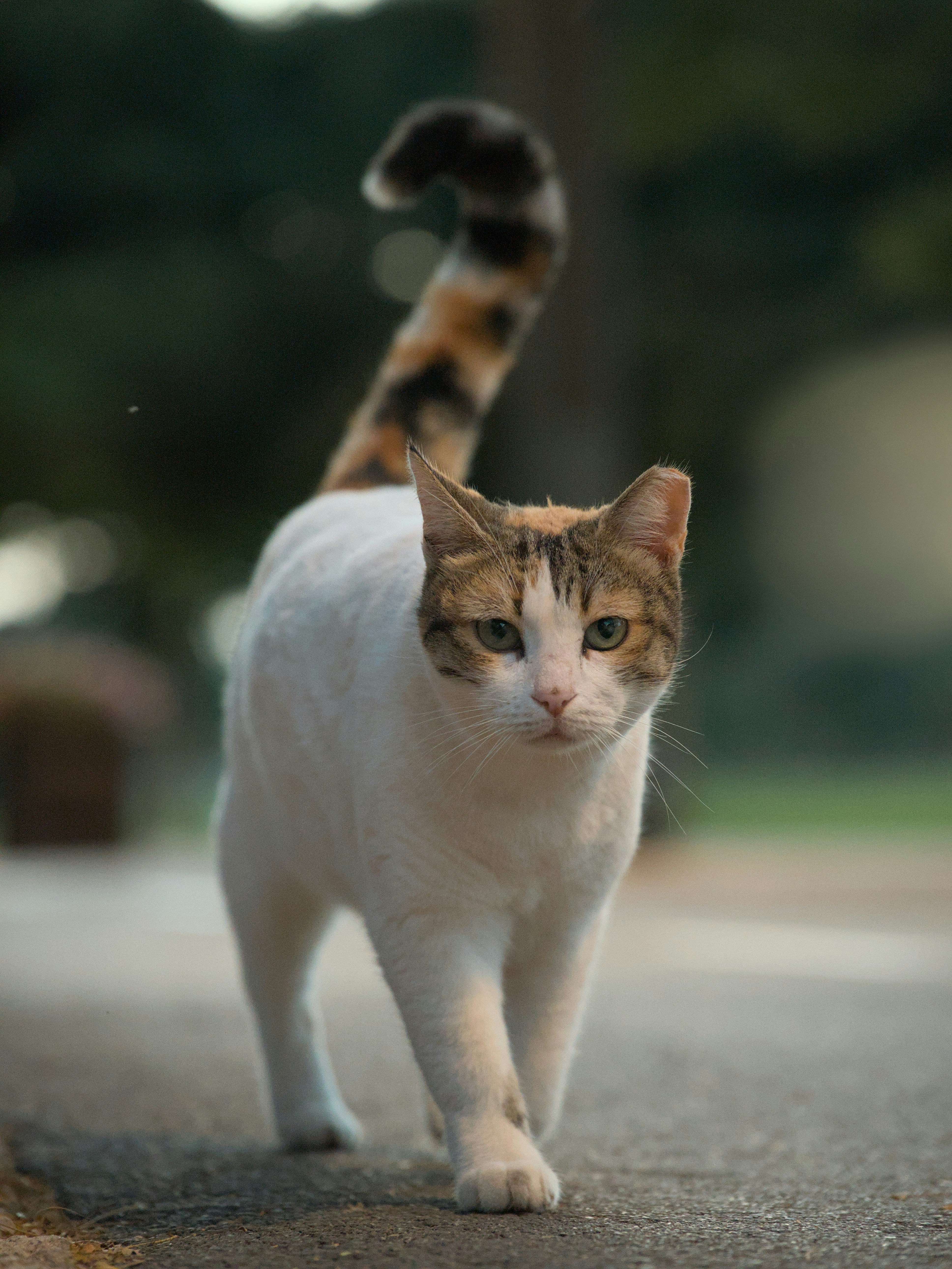 A calico cat walks forward on a paved path. photo – Free Cat Image on ...