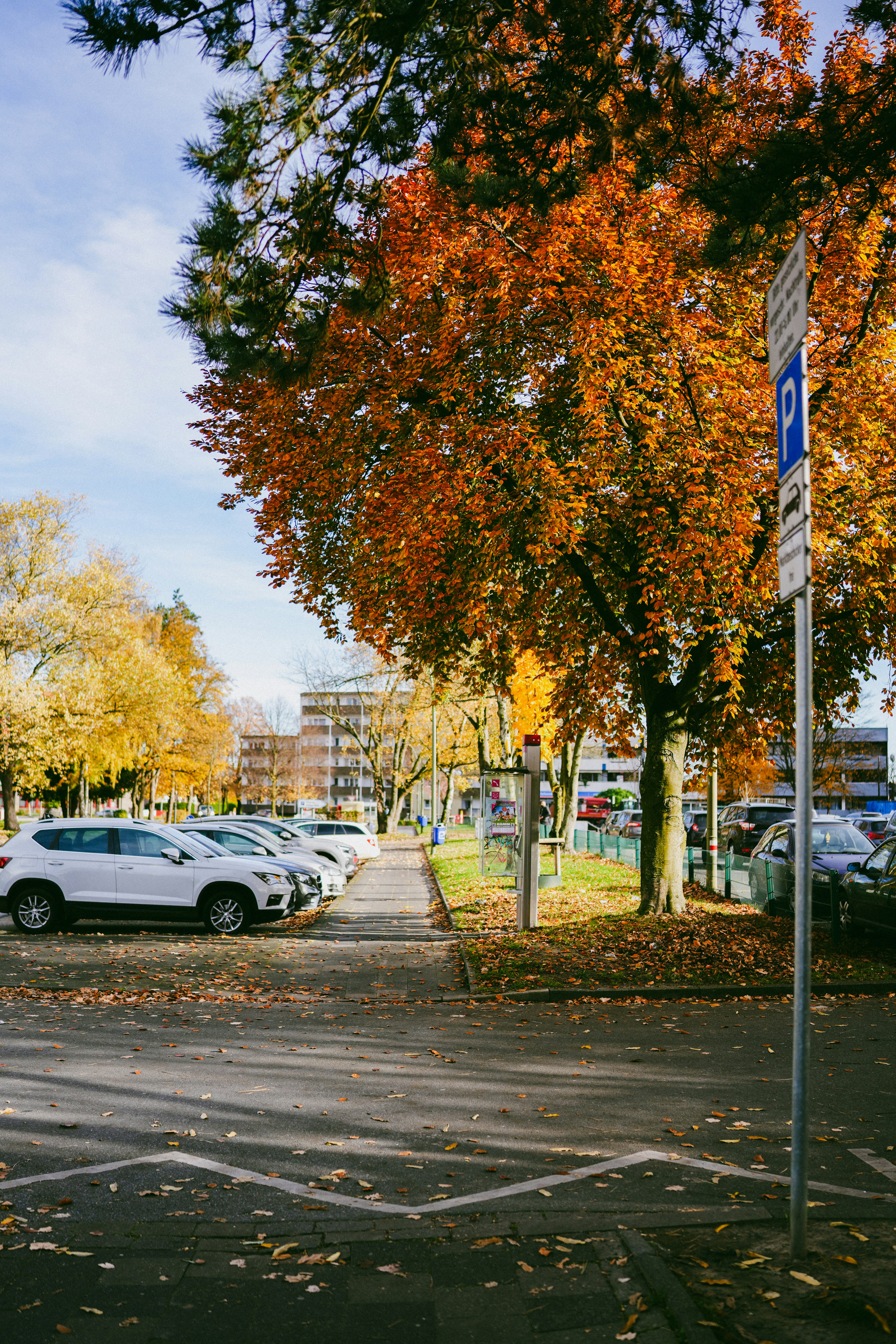 Autumn trees line a parking lot with cars.