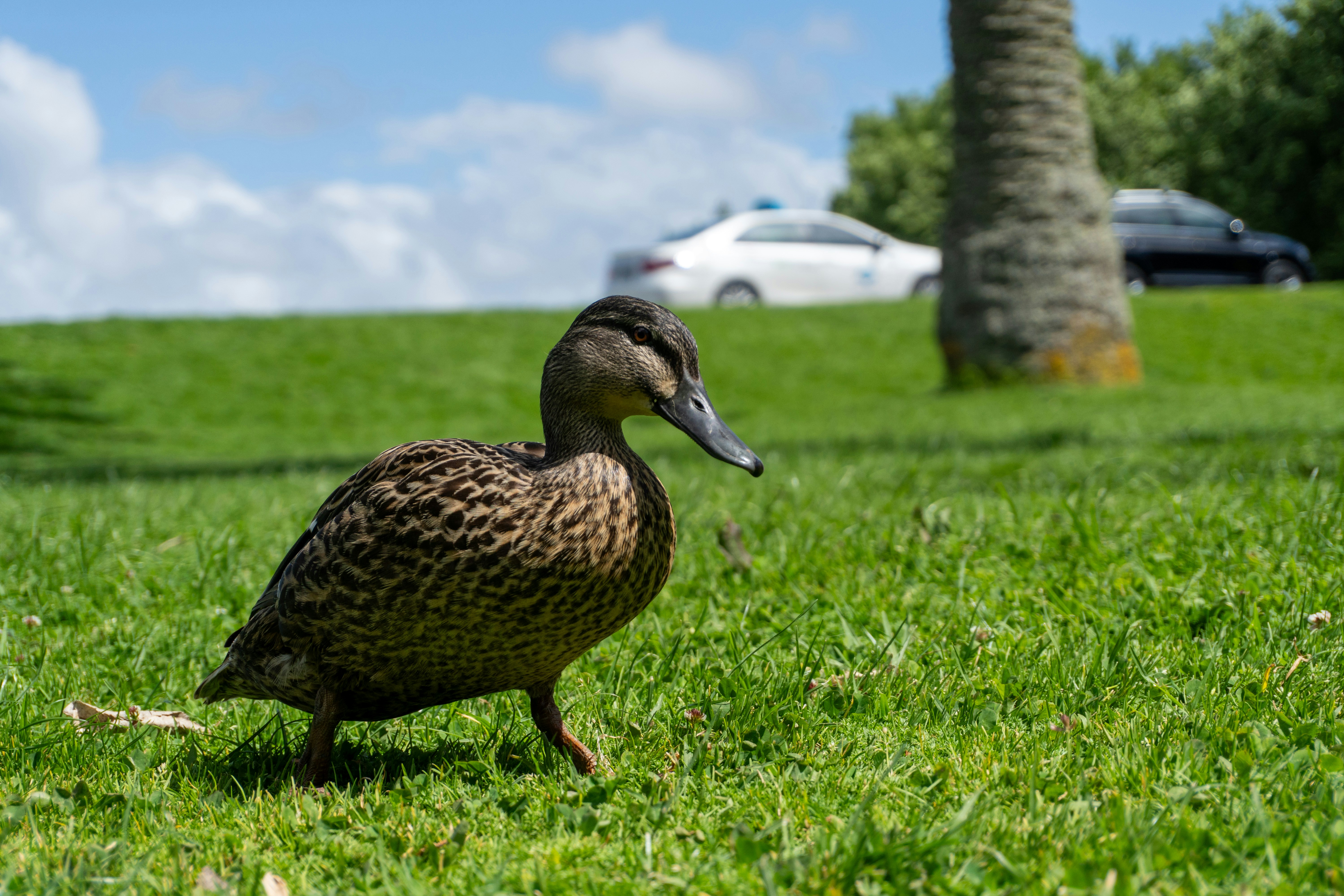 A duck walks on a grassy field with trees.