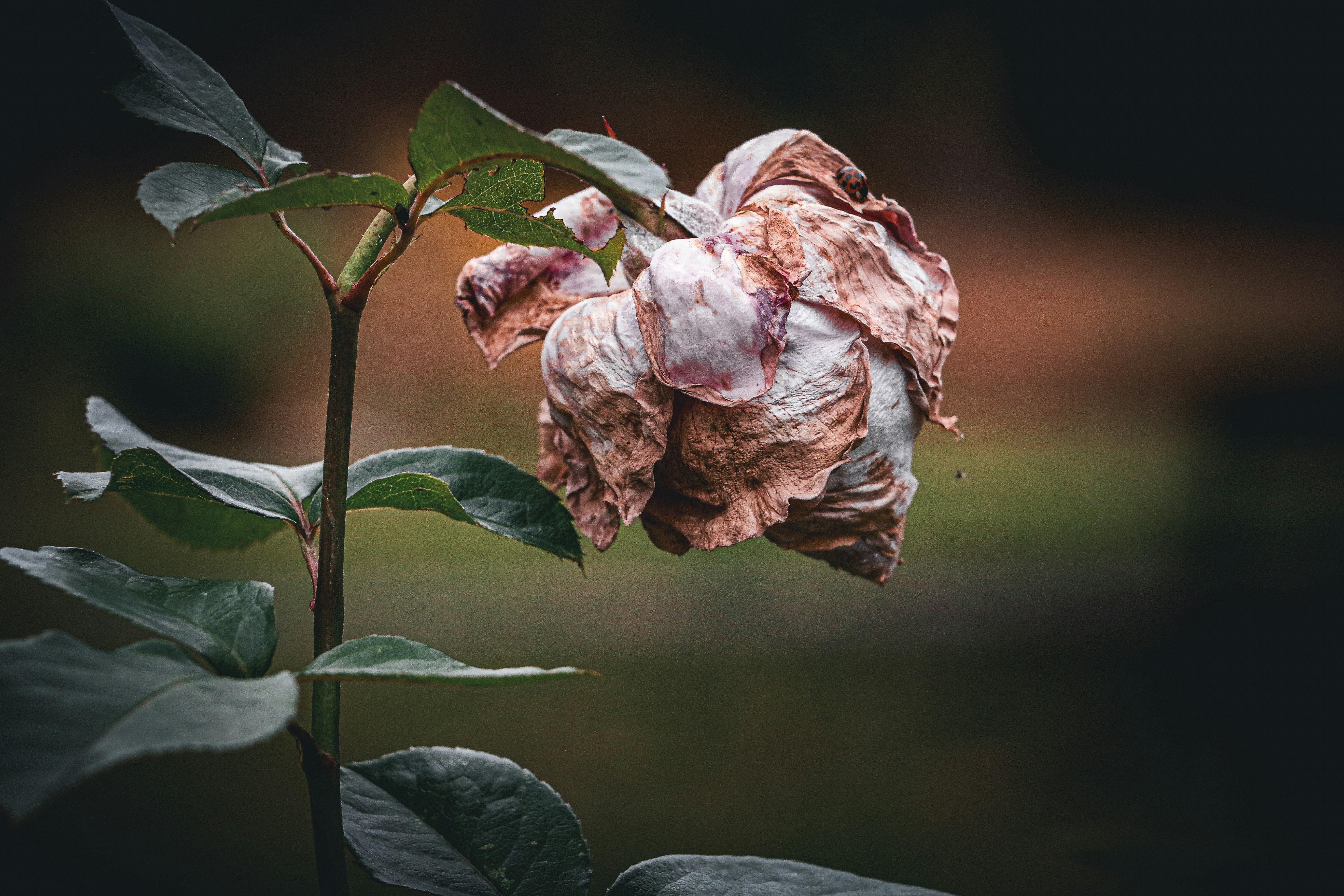 A wilting rose with brown edges and green leaves.