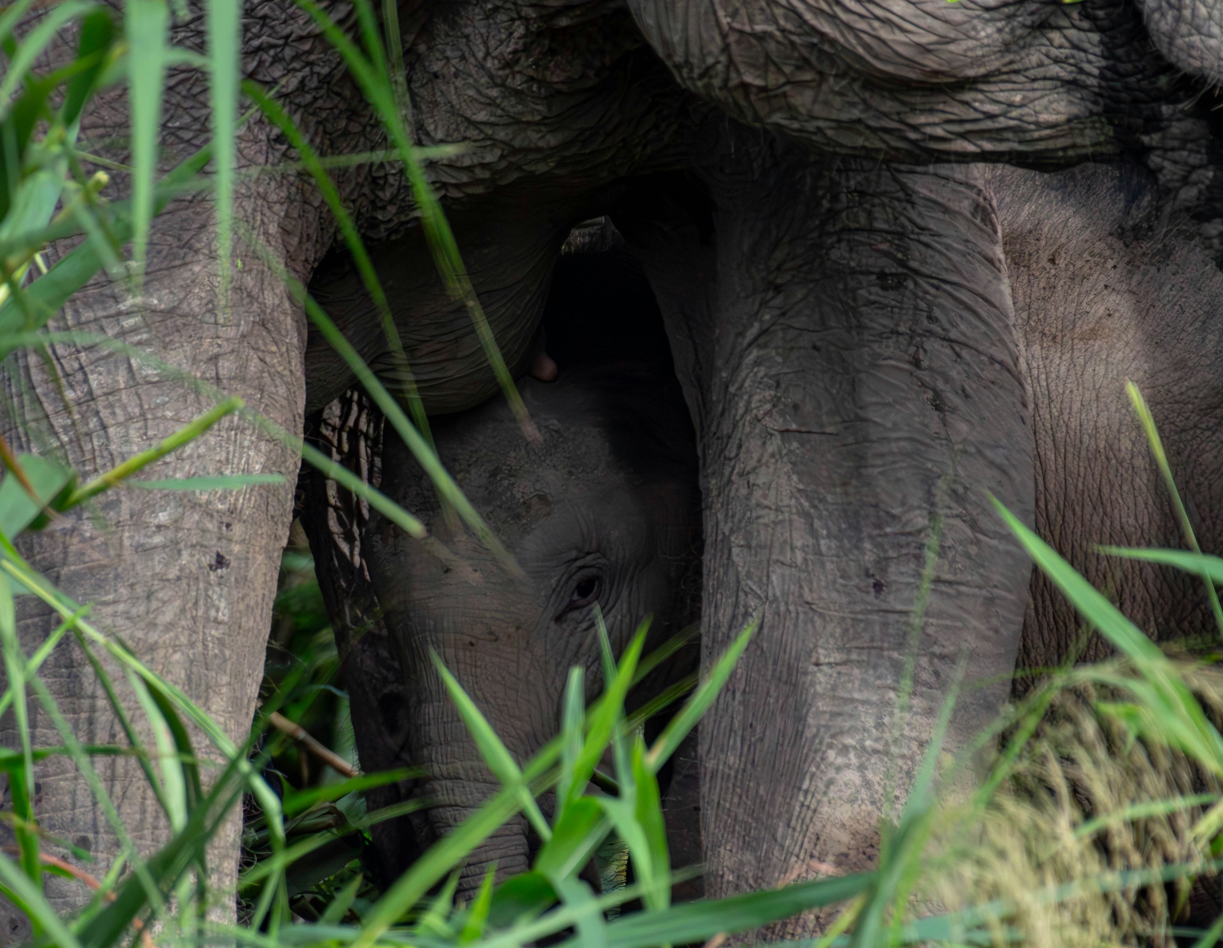 Close-up of an elephant's legs and a baby elephant.