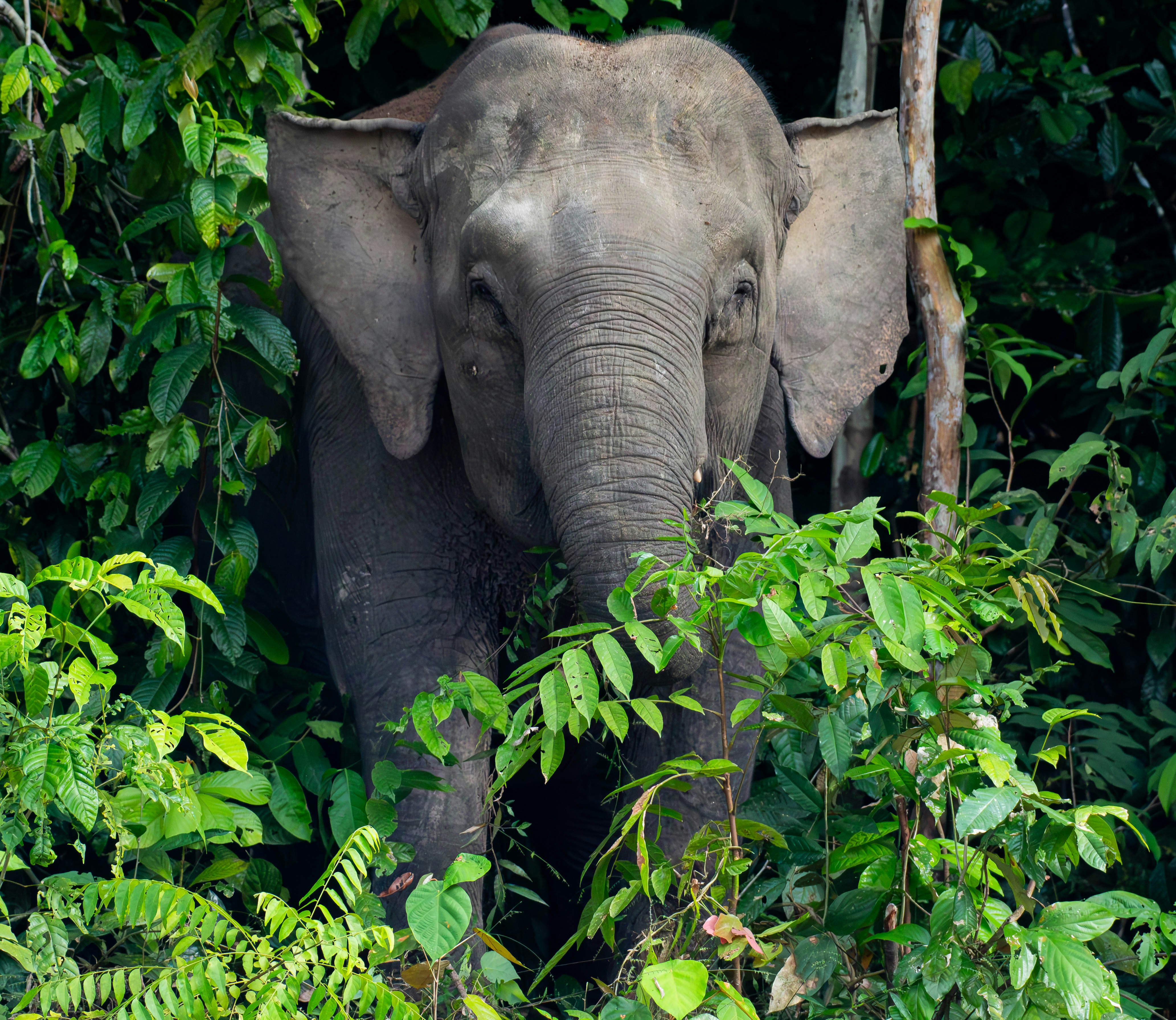 Photo by krishavigna