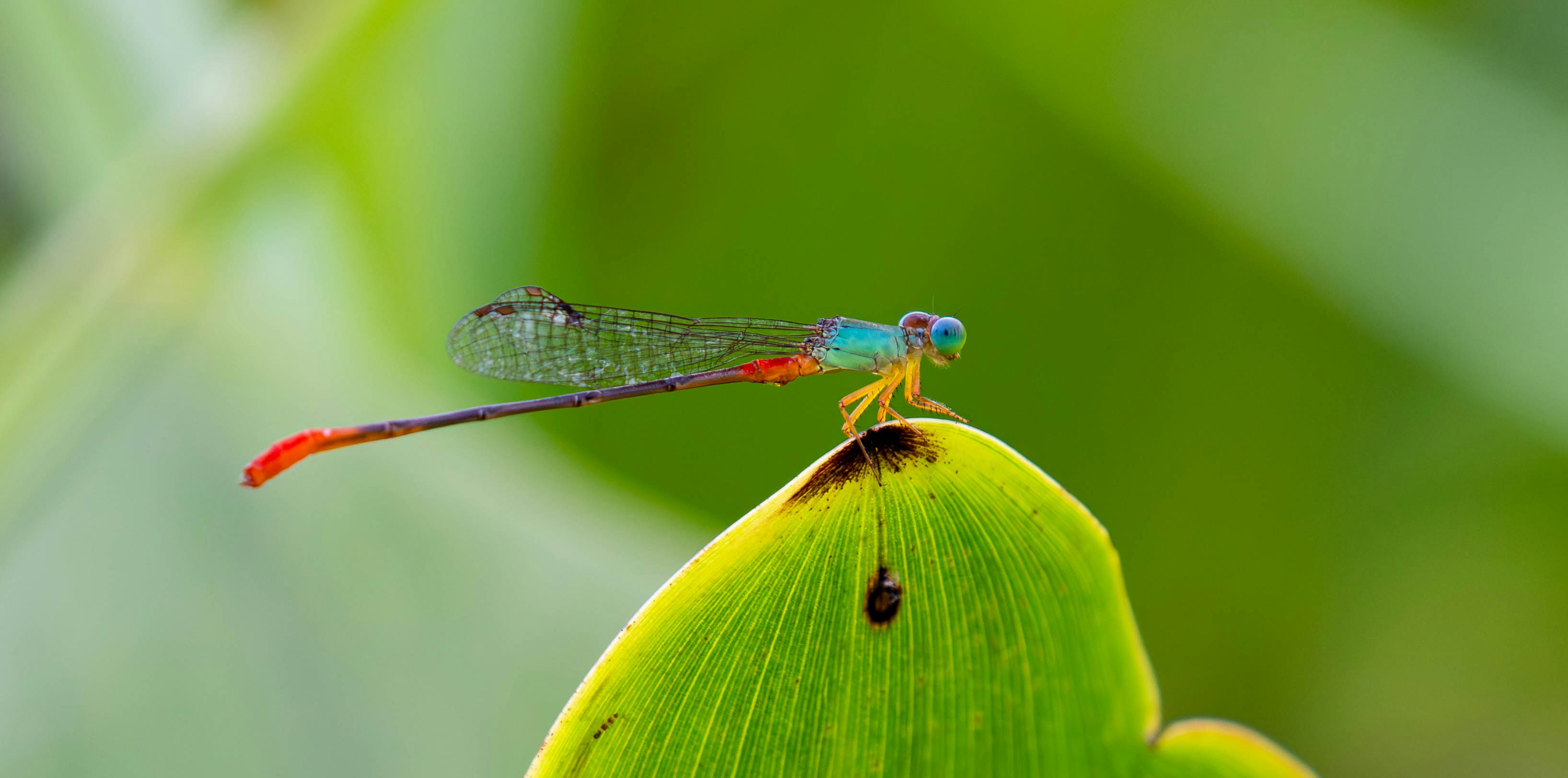 Photo by krishavigna