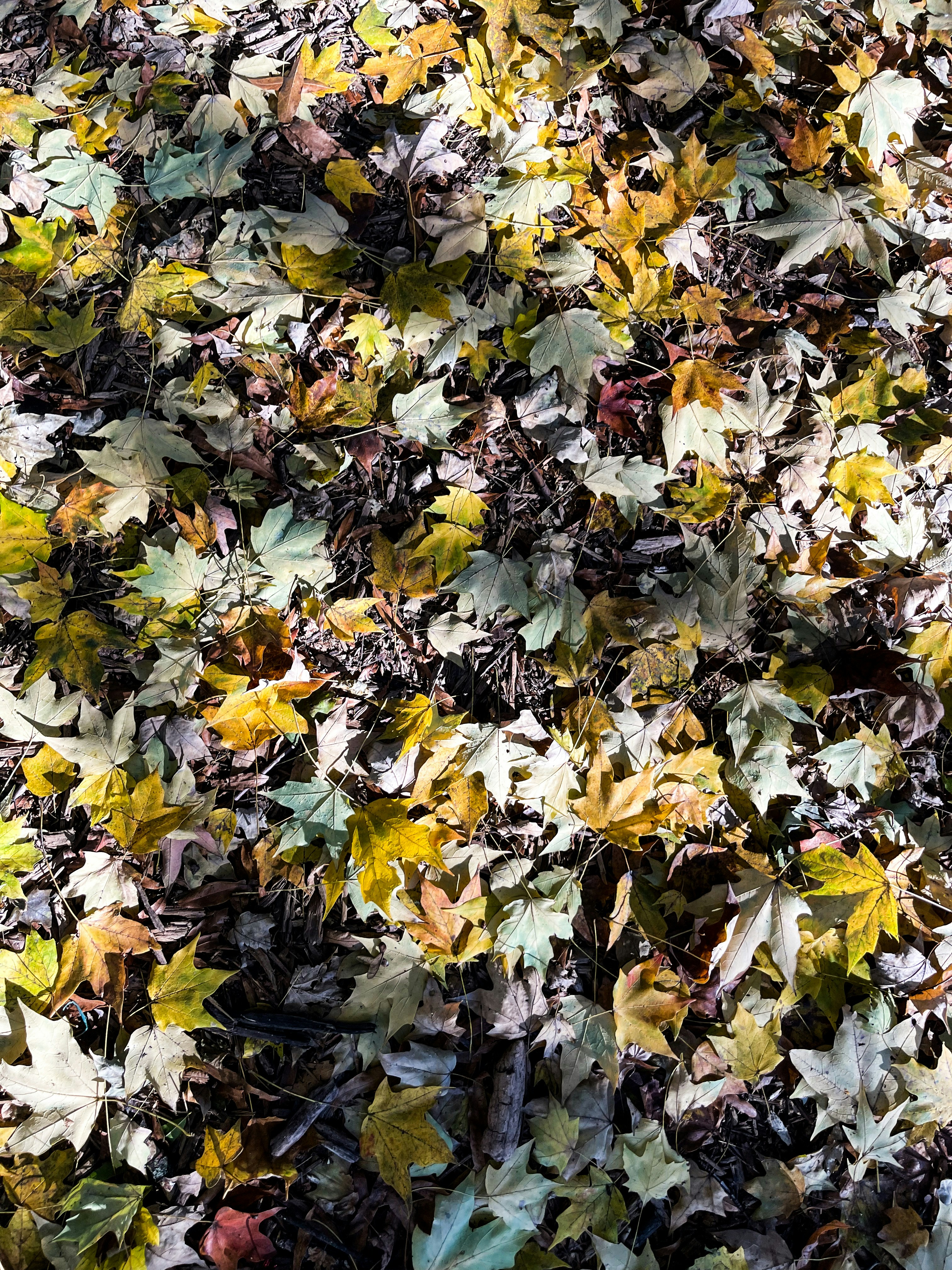 Photo by heramblonkar