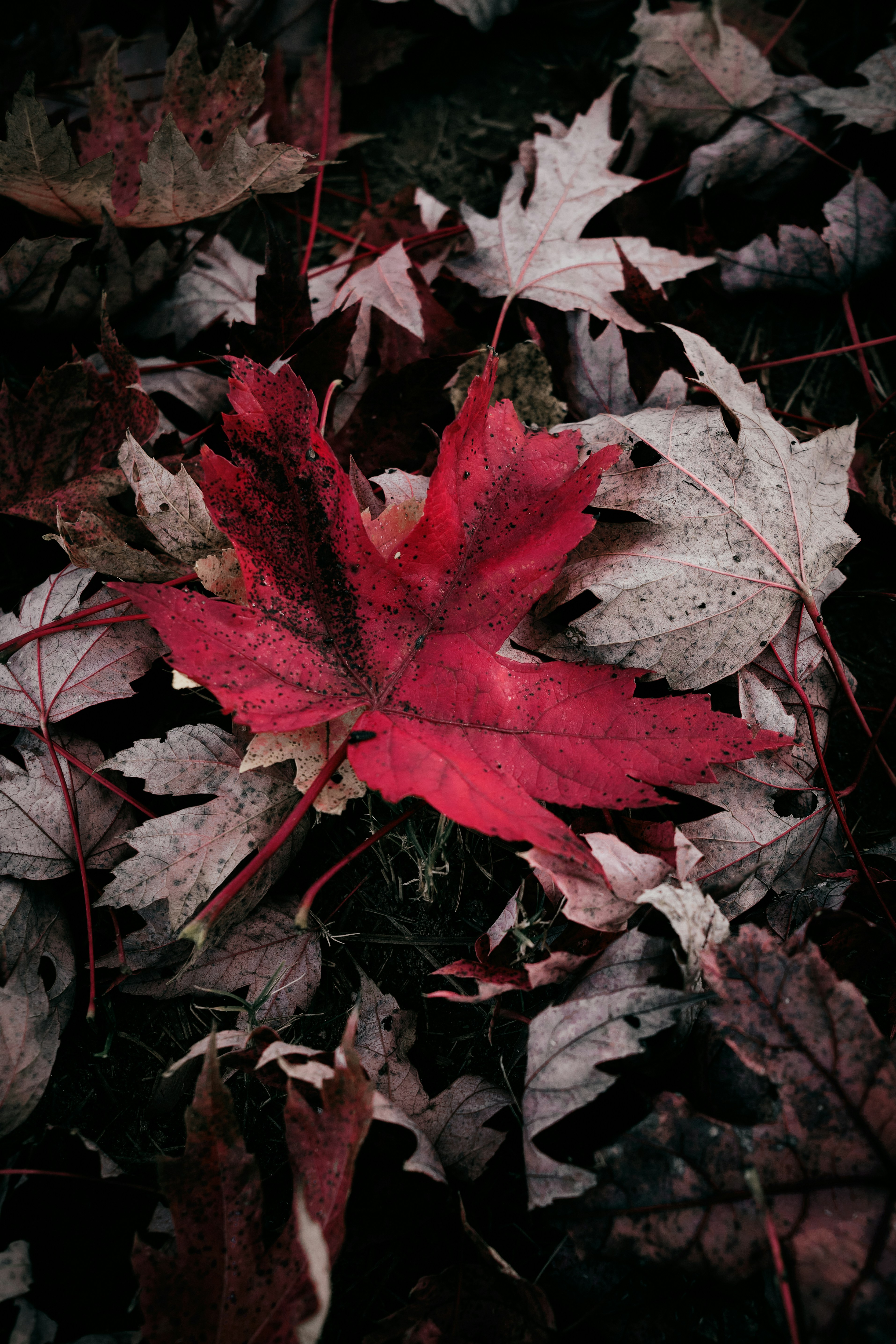 A single red leaf lies among fallen autumn leaves.