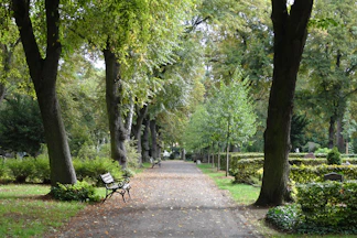 A peaceful park pathway lined with trees and benches.