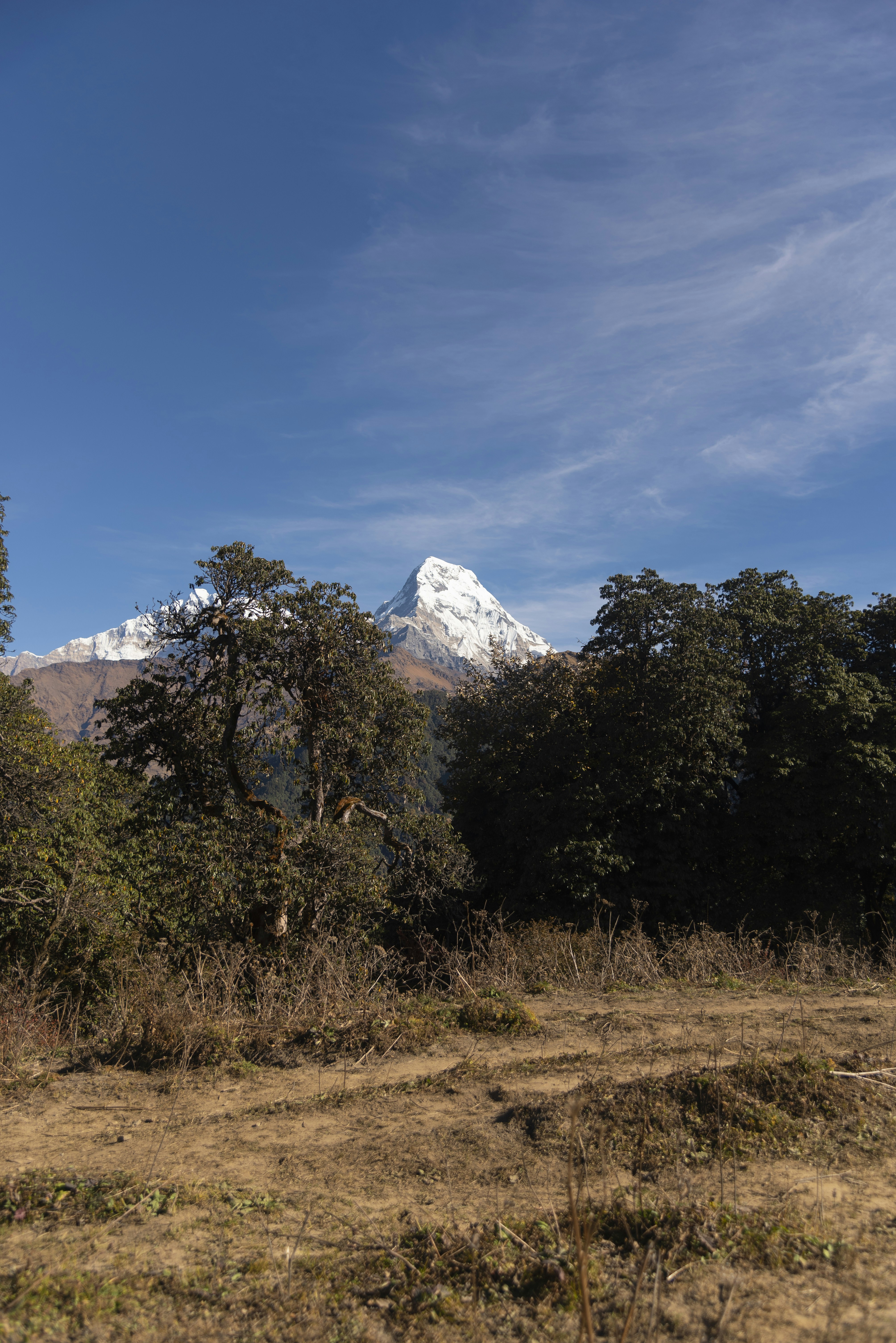 Snow-capped mountain peak behind dark trees
