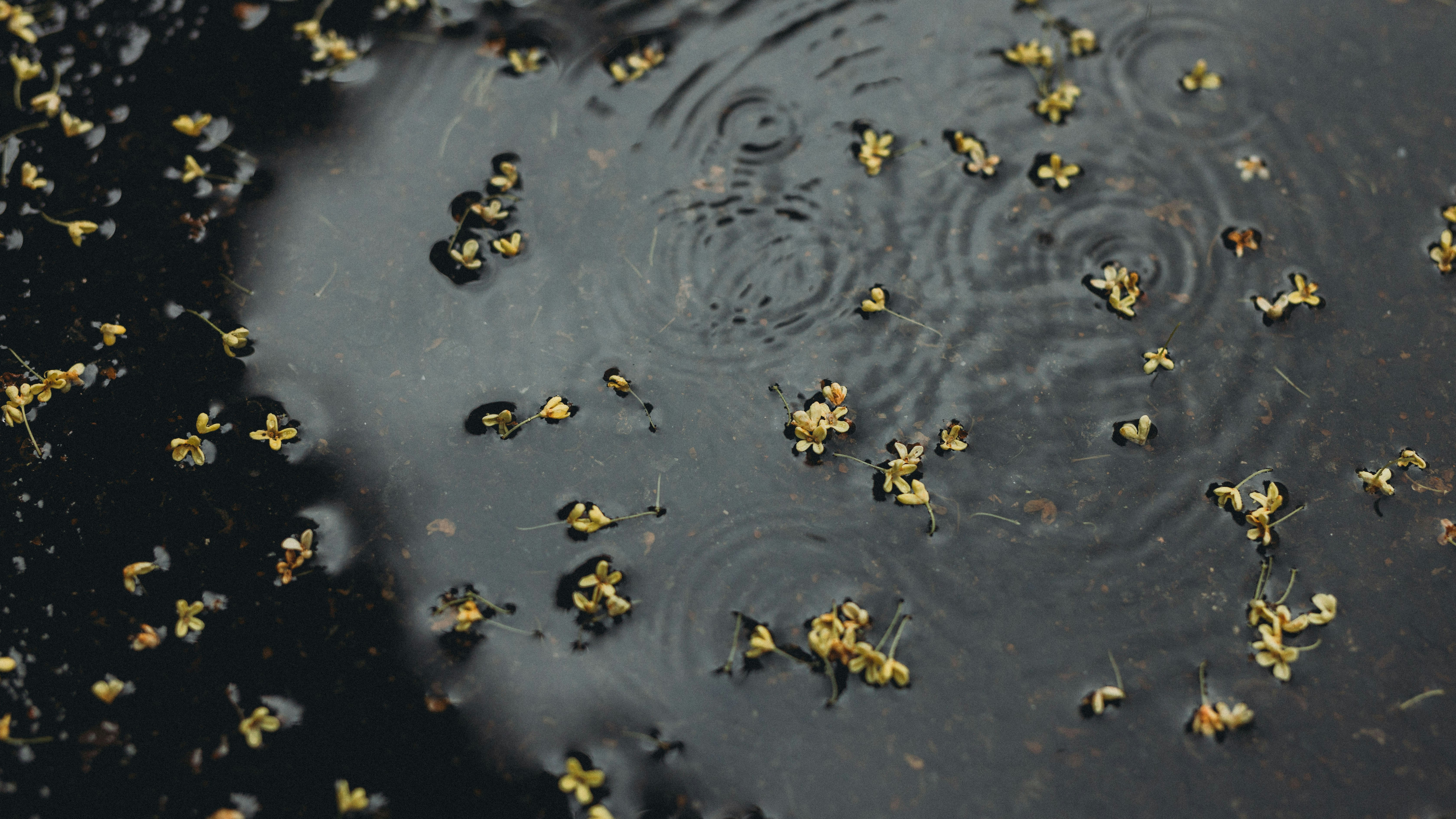 Raindrops creating ripples on a dark surface with yellow debris.