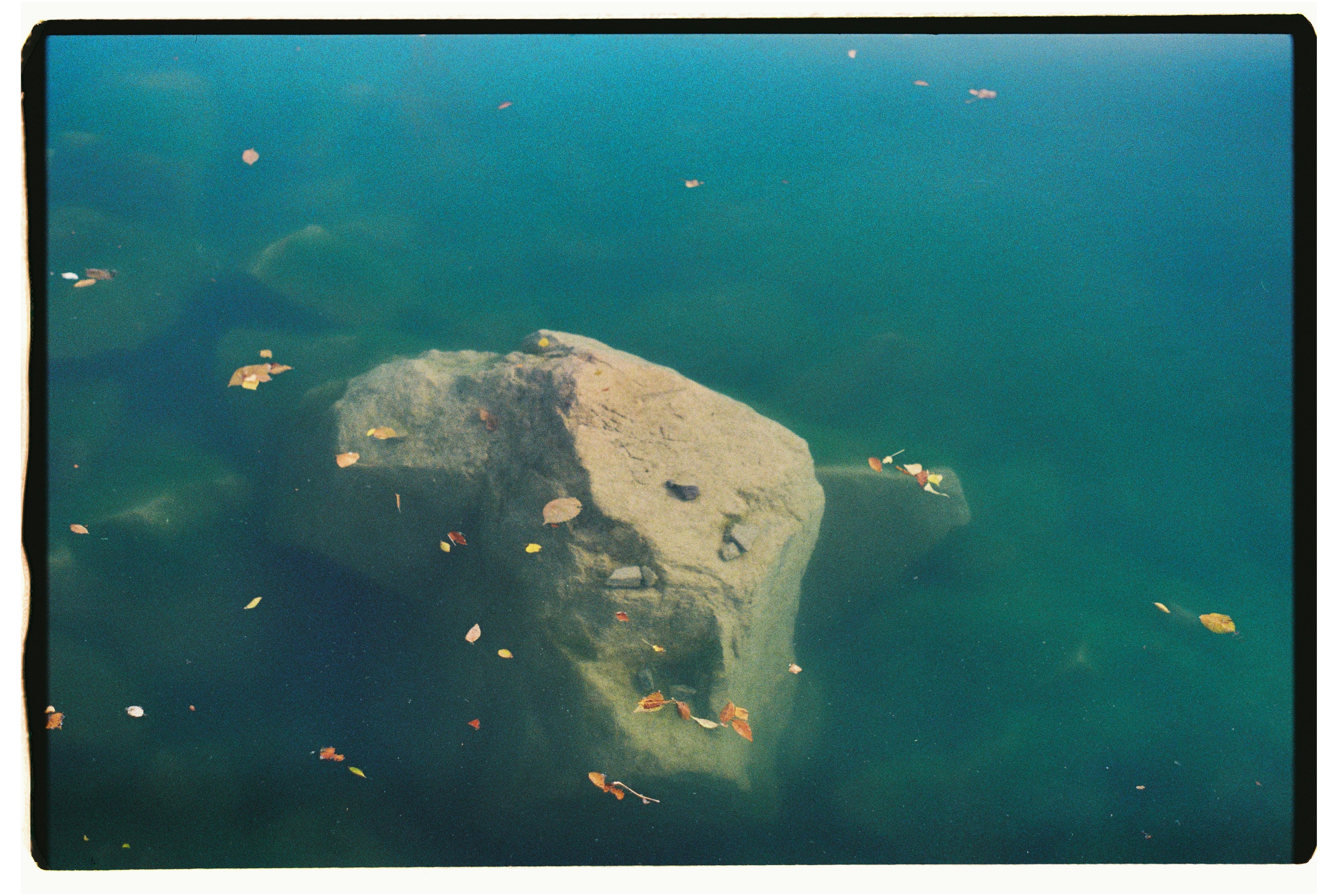 Rocks submerged in clear blue water with fallen leaves.