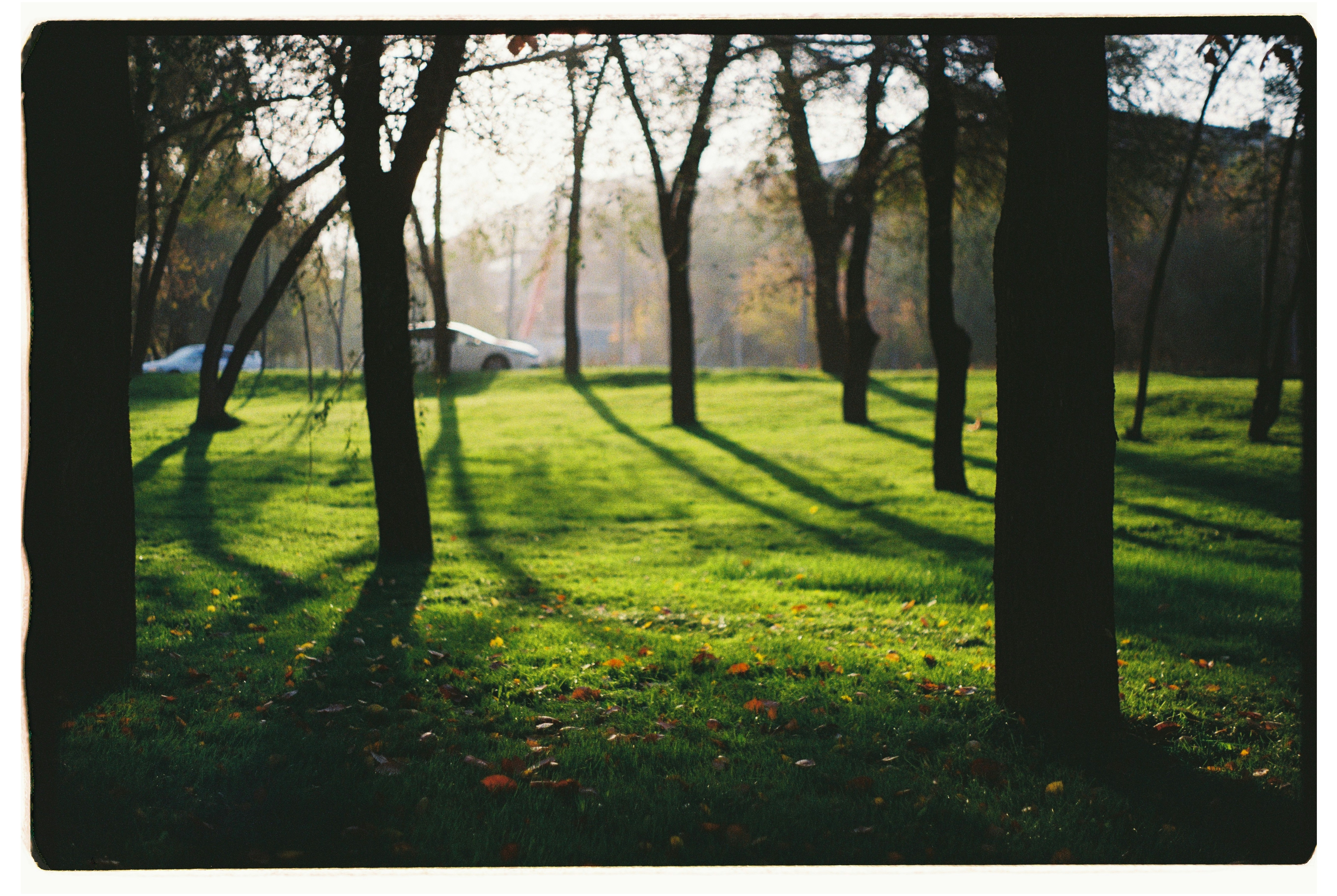 Sunlight streams through trees onto a grassy field.