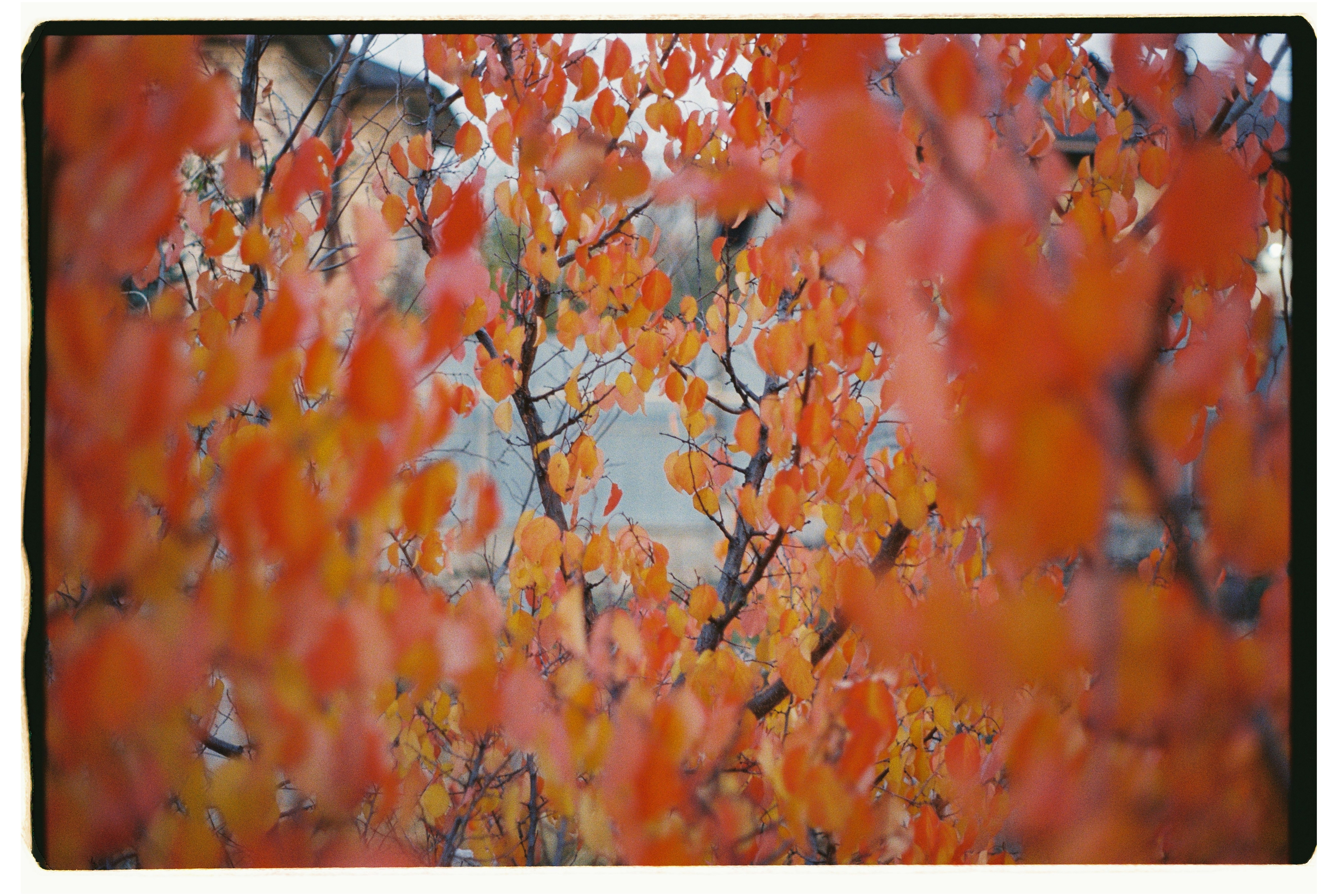 Vibrant orange leaves on tree branches in autumn