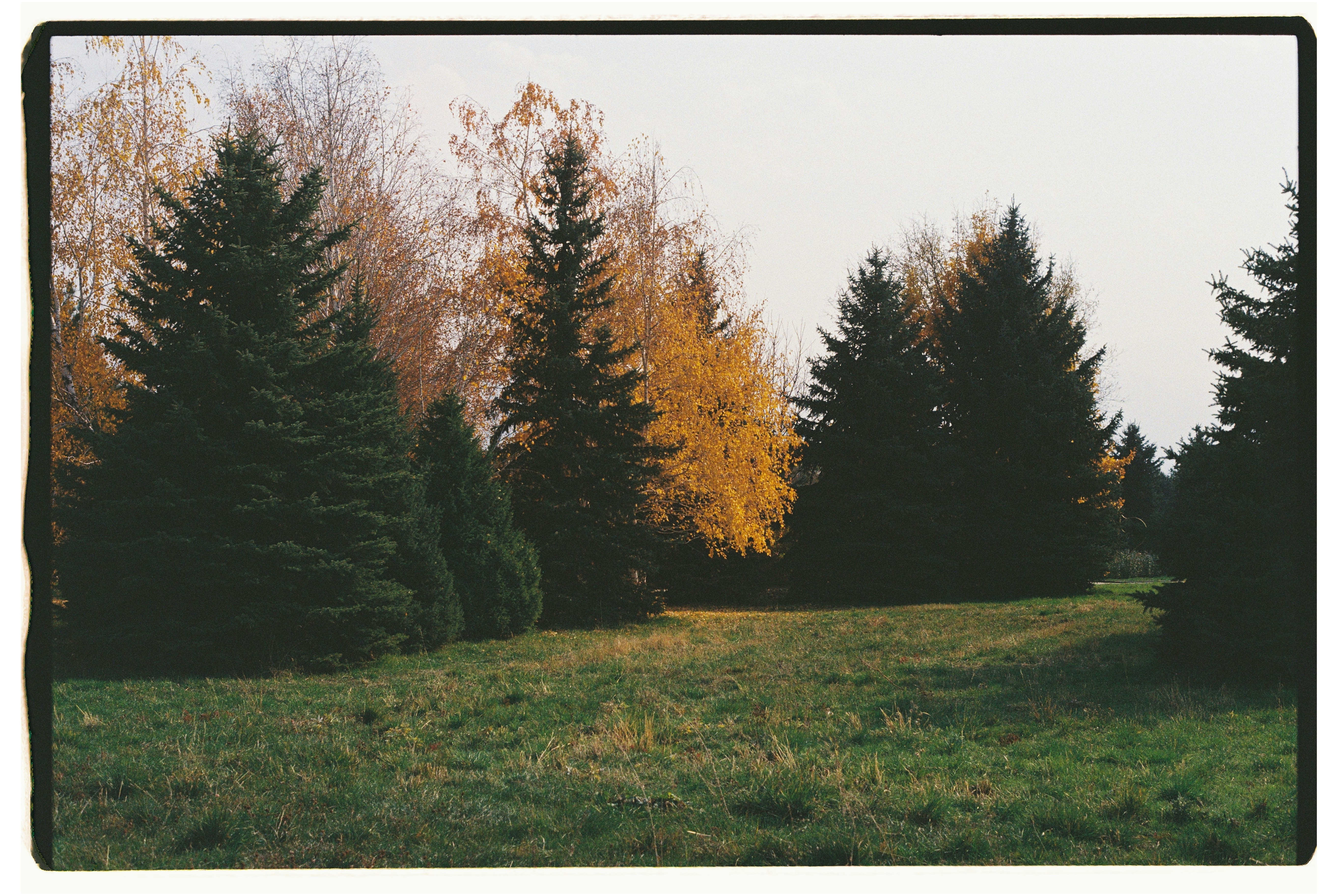 Autumn trees and evergreen forest landscape