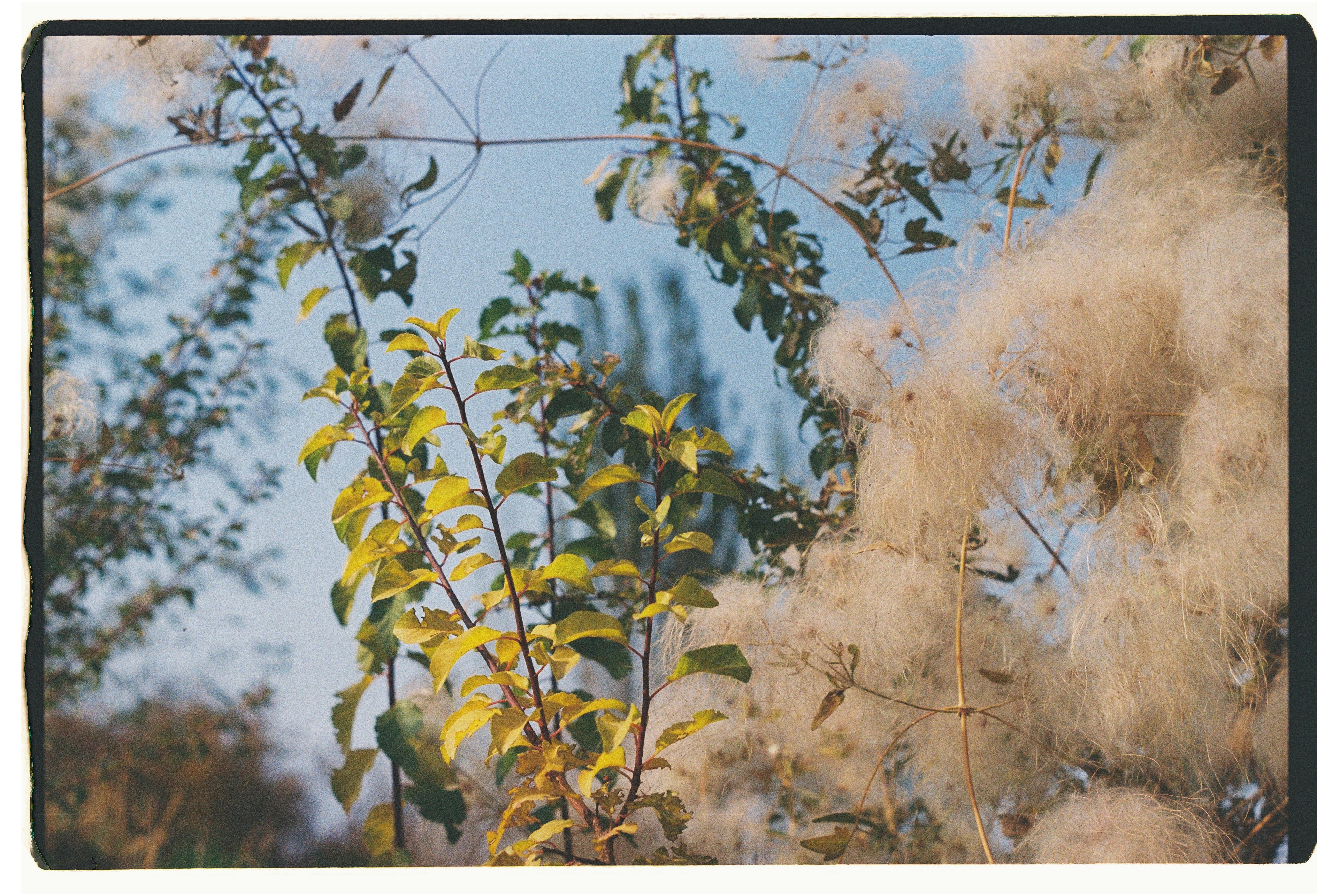 Fluffy white smoke bush against blue sky