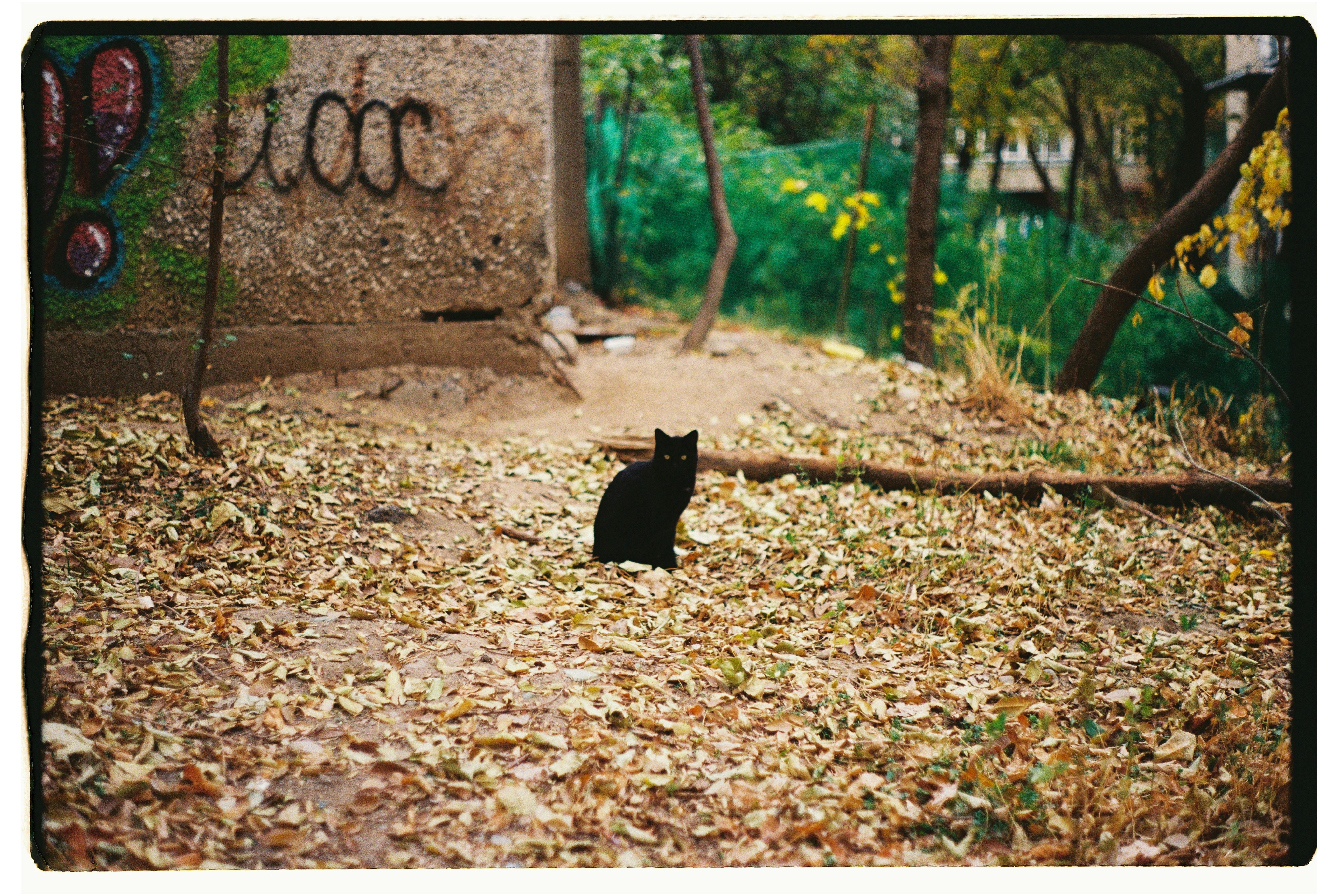 A black cat sits on a path covered in leaves.