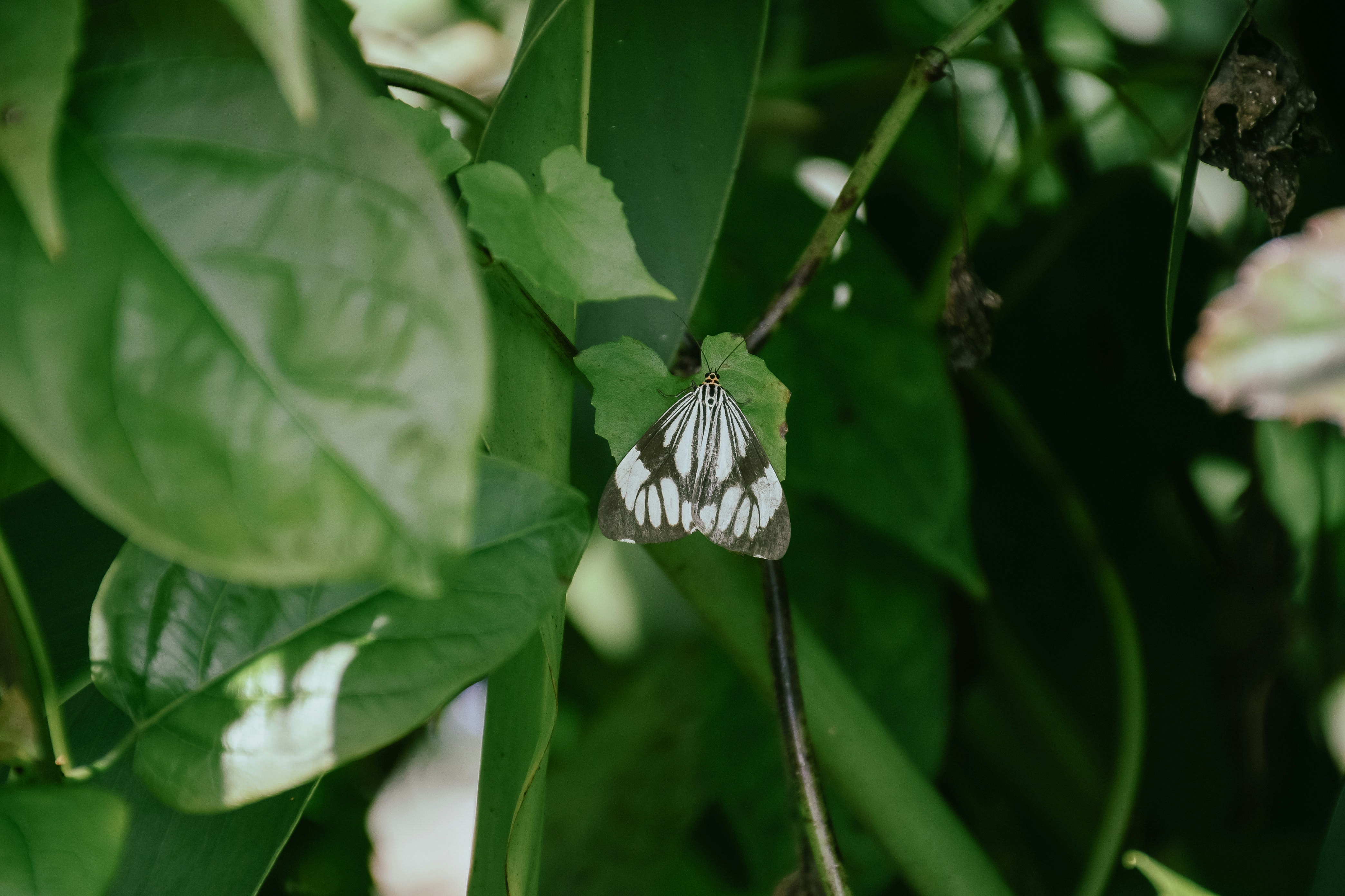Beautiful marbled moth hidden in the green foliage.