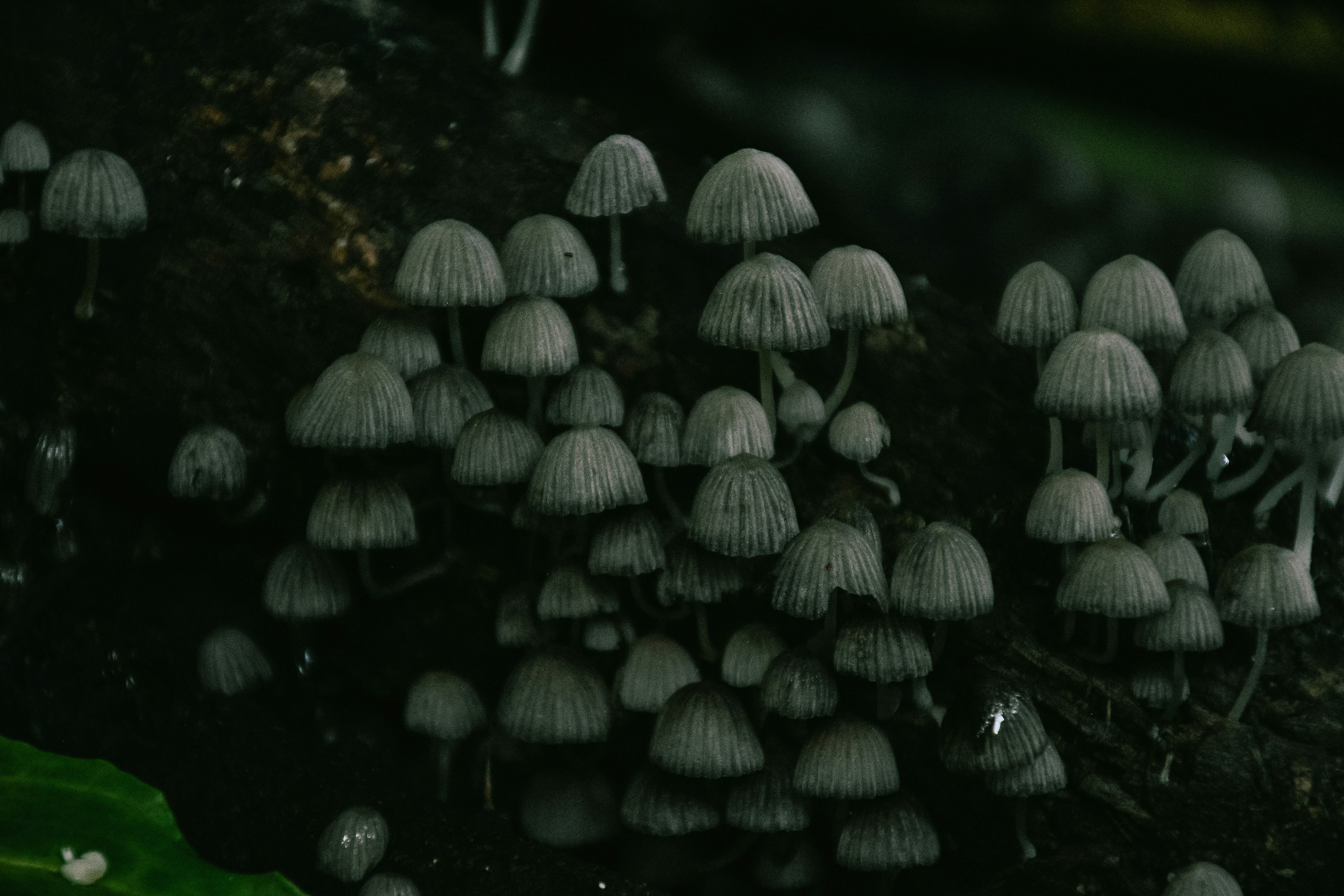 Cepas de hongos bajo microscopio