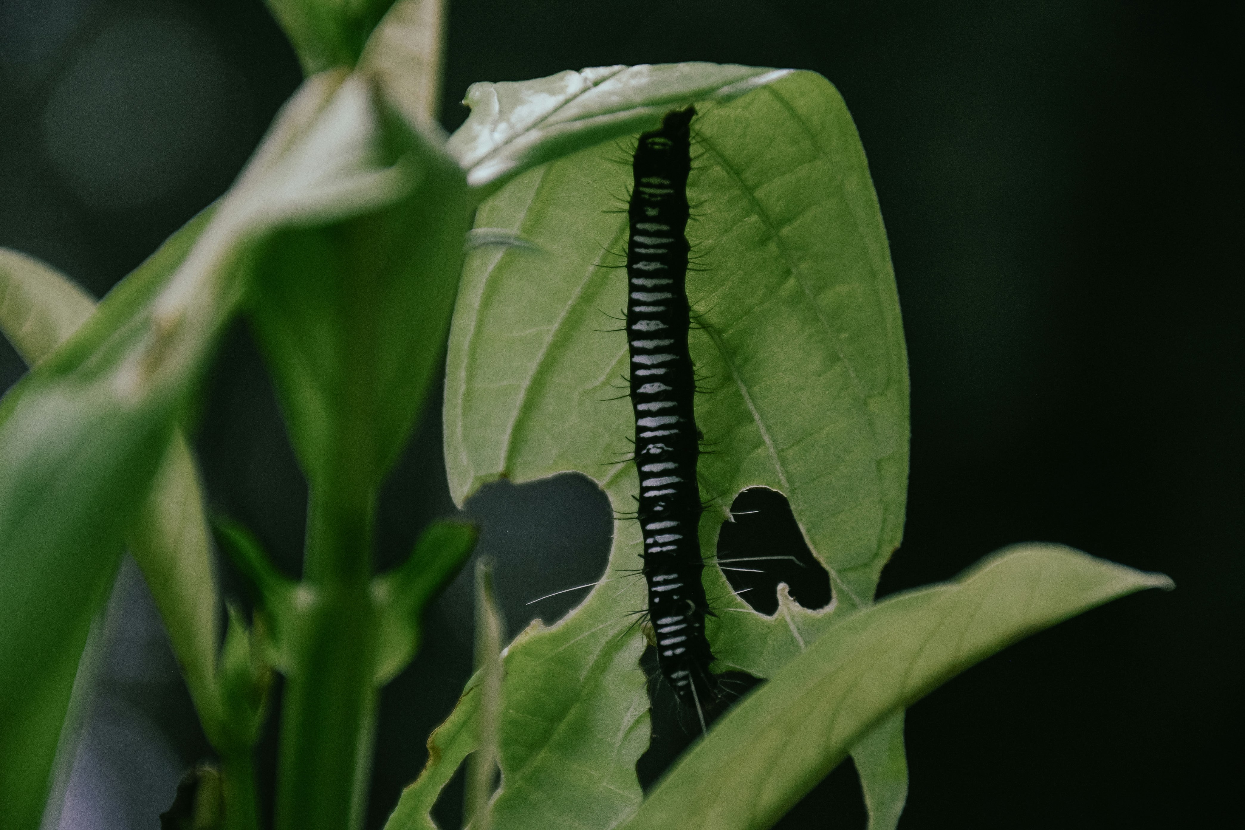 Black caterpillar eating a green leaf