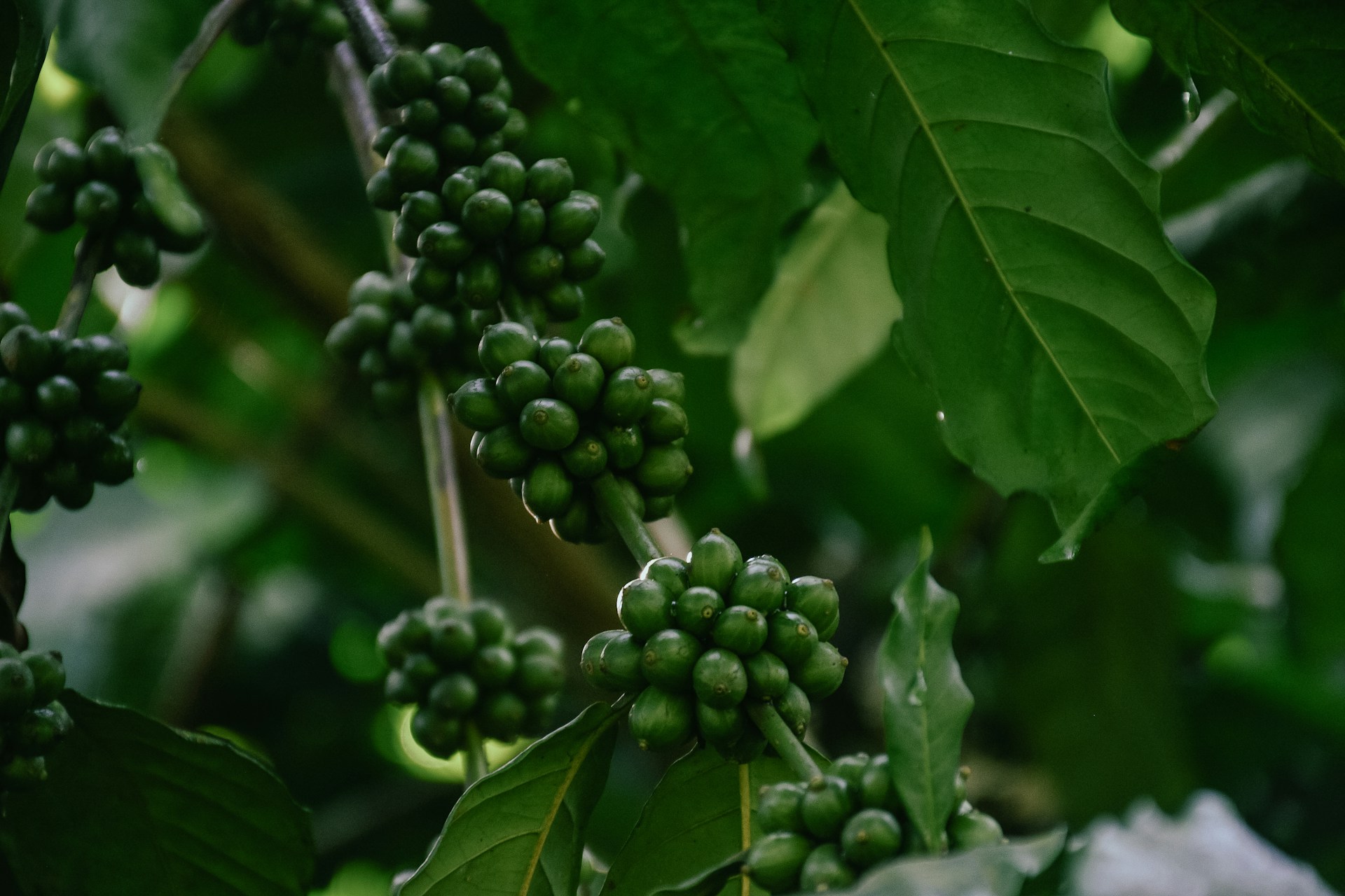 Green coffee beans growing on a branch.