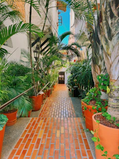 A walkway lined with potted plants and palm trees.