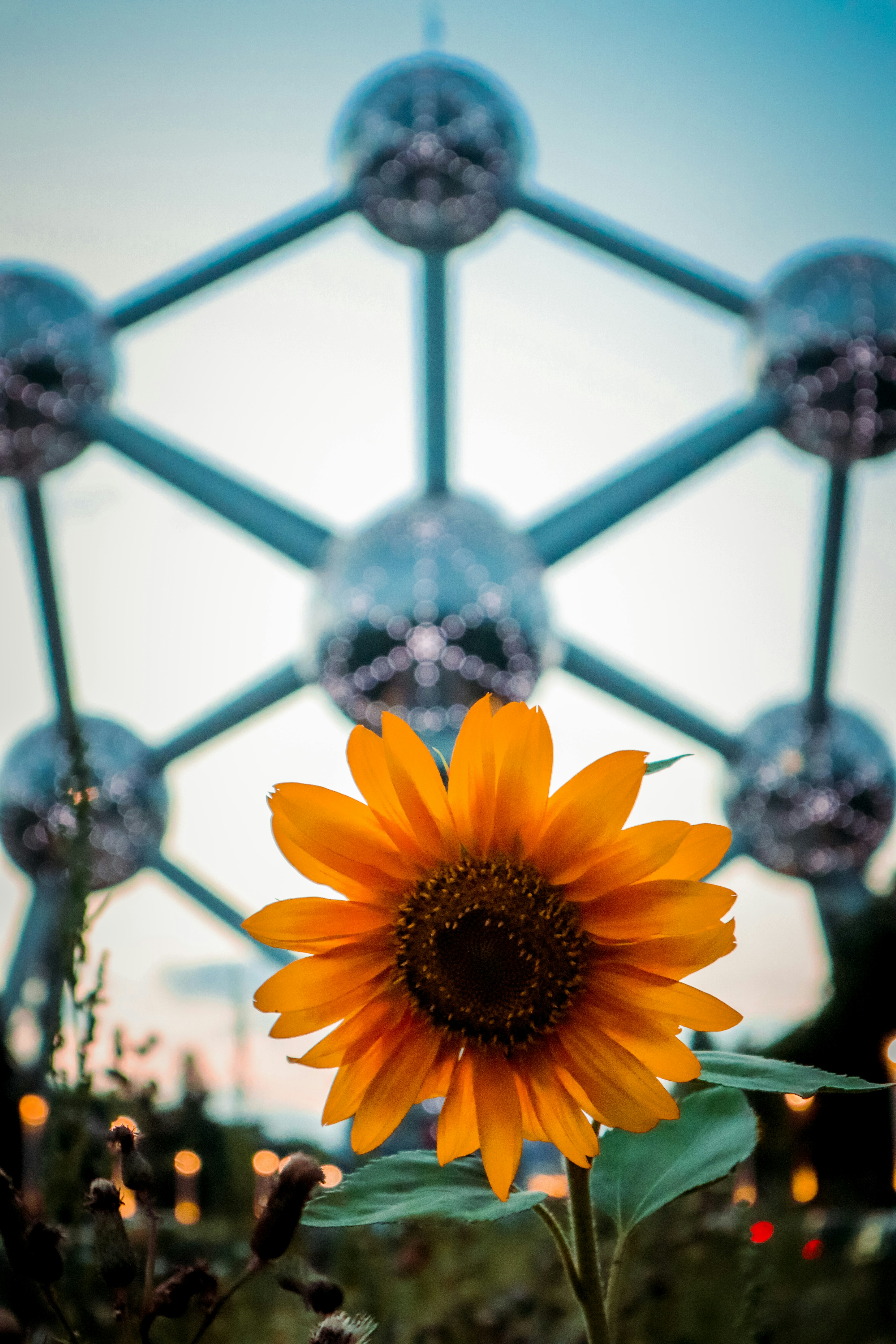 Sunflower with atomium structure in background