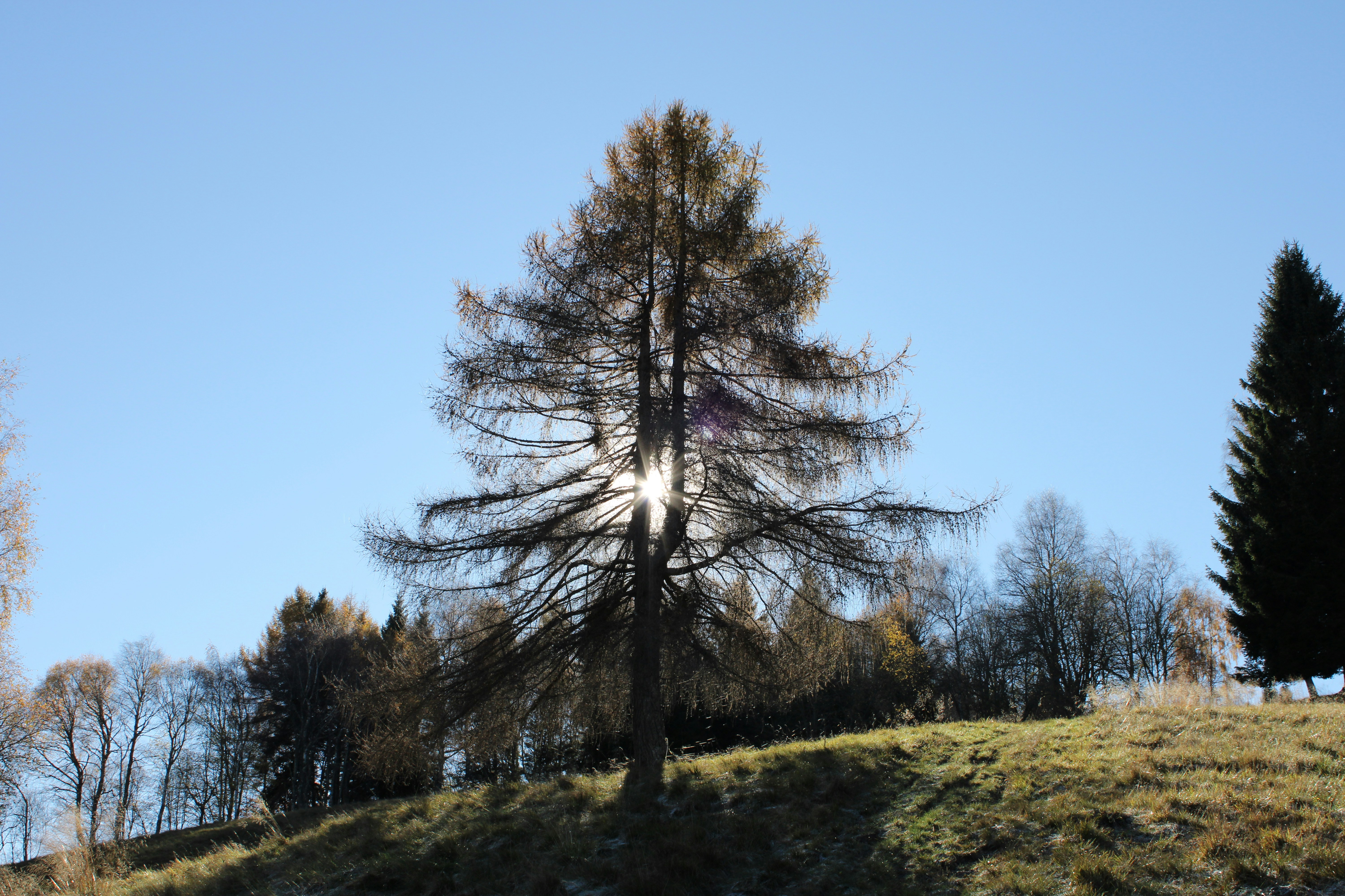 Bare tree silhouetted against a bright blue sky.