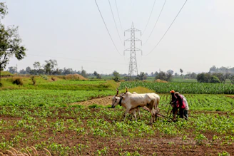 Farmers plow field with ox under power lines