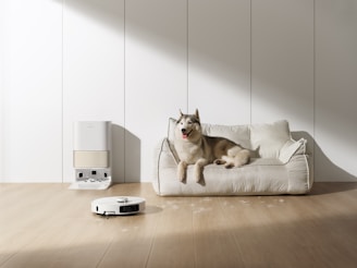 Husky dog rests on couch near robot vacuum cleaner
