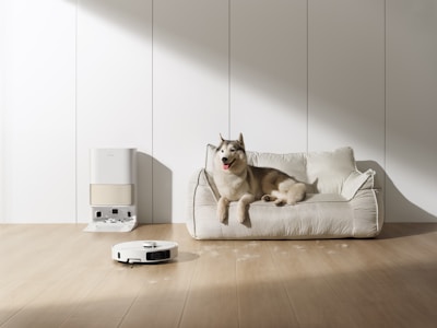 Husky dog rests on couch near robot vacuum cleaner