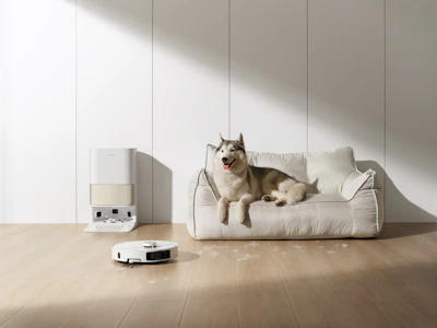 Husky dog rests on couch near robot vacuum cleaner