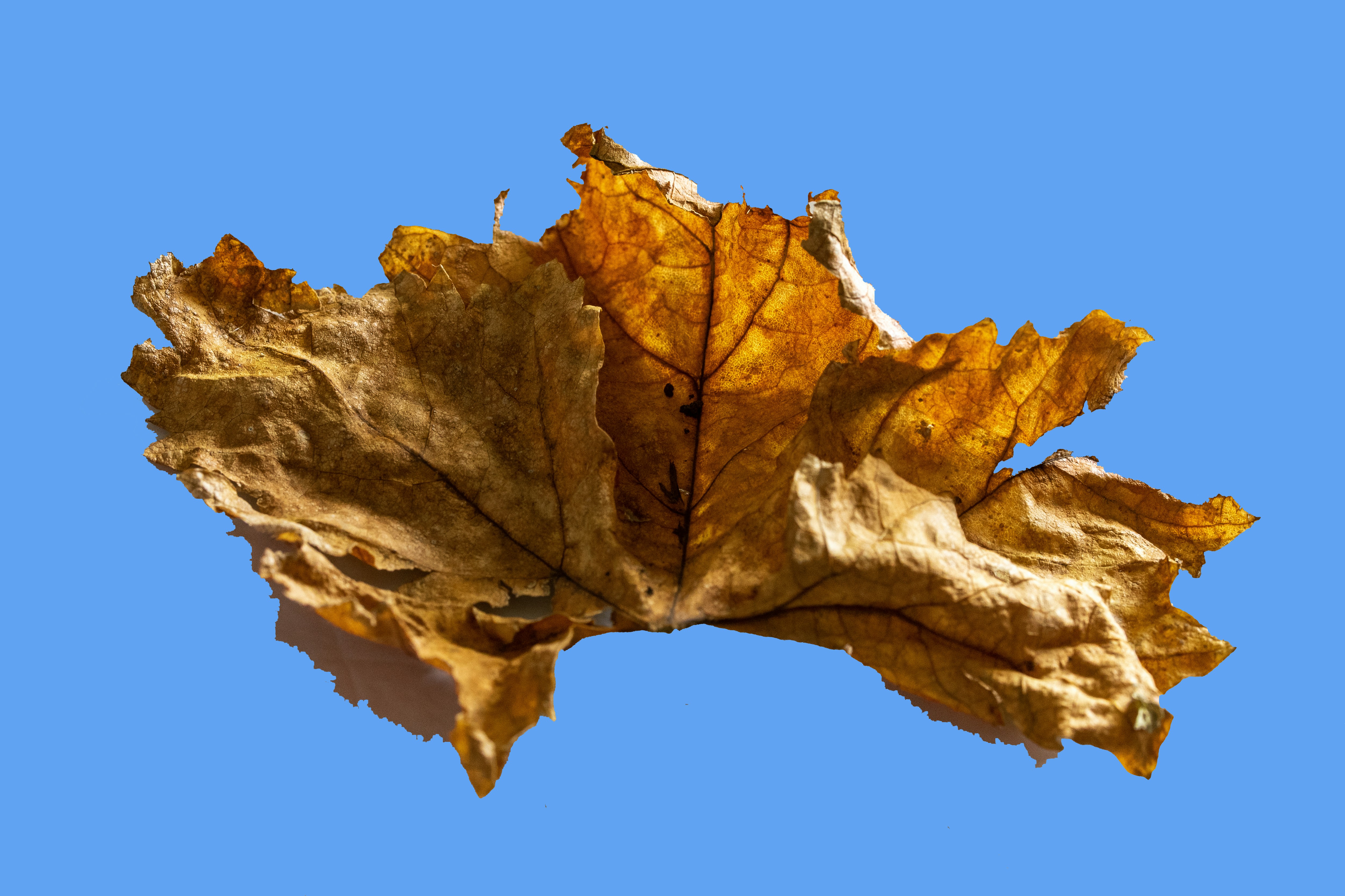 A single dried brown leaf on a blue background